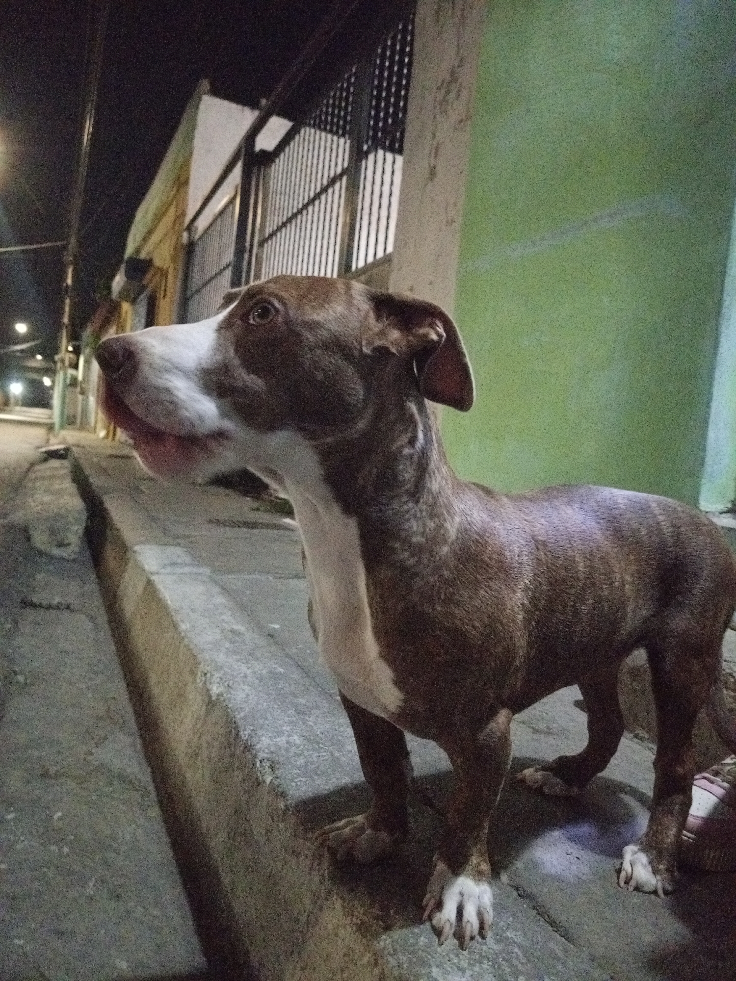 A brown and white pit bull-type dog stands on a curb at night. The location appears to be in Porlamar, Venezuela, suggested by the style of architecture in the background, including buildings with flat roofs, decorative ironwork, and stucco walls. The dog is predominantly brown with white markings on its face, chest, and paws. It is standing on a concrete curb, with a street and buildings visible in the background. A green painted wall is visible next to the dog. Streetlights illuminate the scene. There are no people visible.