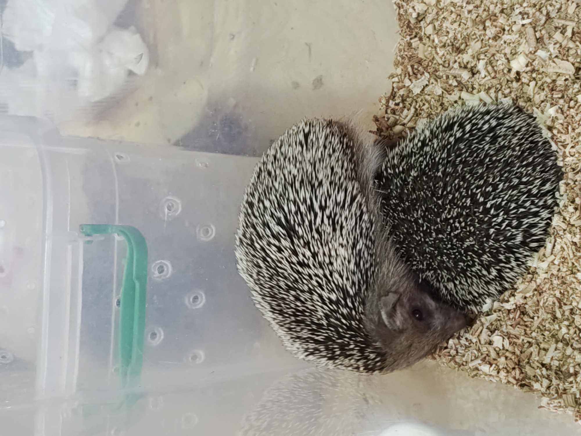 Two hedgehogs are nestled together in a clear plastic container filled with wood shavings. The larger hedgehog is positioned on top, with its spiky back facing the camera, displaying a black and white pattern. Its head is tucked underneath, revealing a small, dark eye and a grayish face. The smaller hedgehog is underneath the larger one, with its back also visible. The container has ventilation holes and a green plastic handle on the side. The scene is indoors, with a plain, light-colored background. There is no visible indication of the location in Saint Petersburg, Russia, or any other specific geographical details.