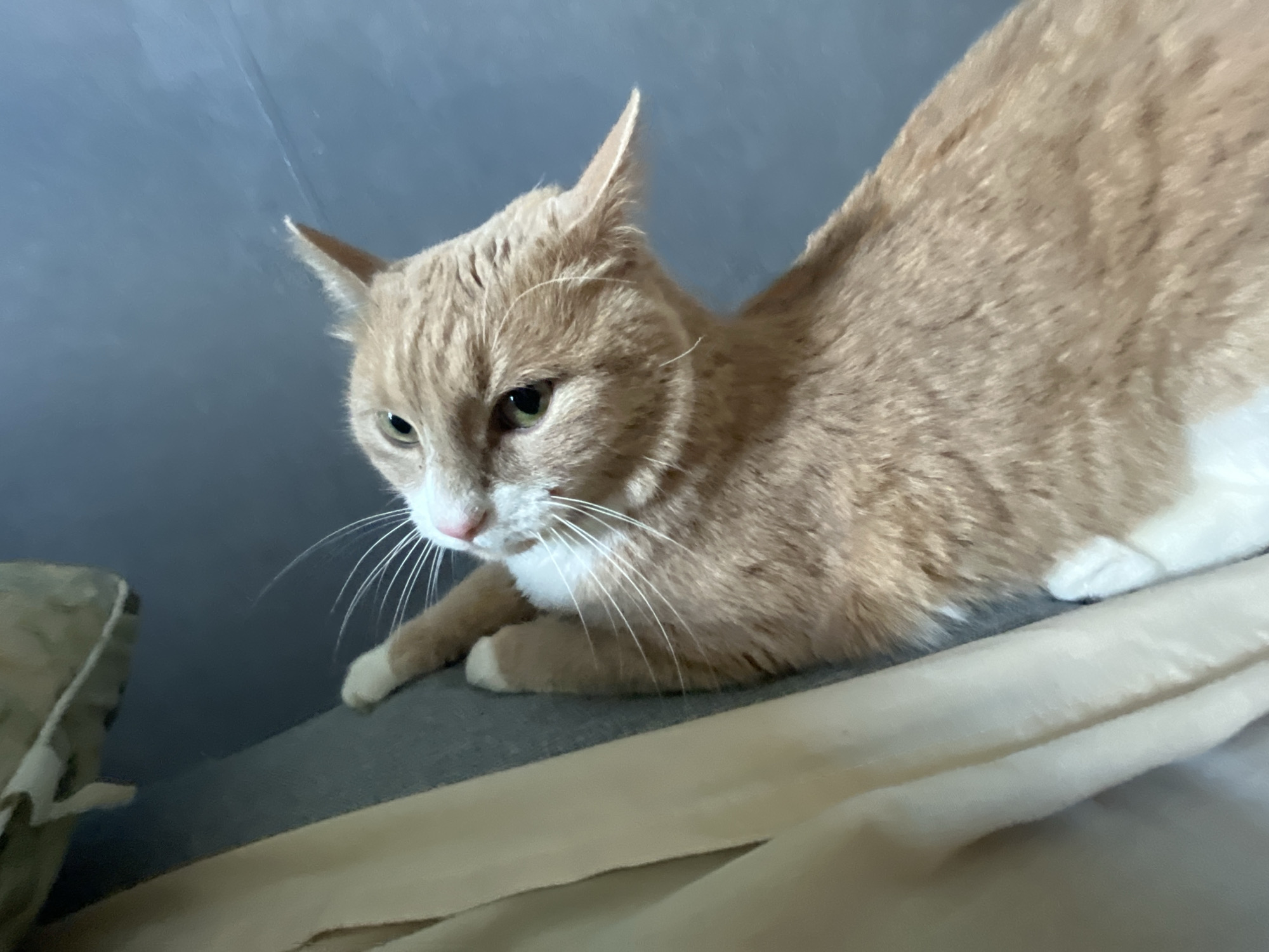 An orange and white cat is lying on a sofa. The cat is looking down and to the left, with its front paws tucked underneath its body. The sofa is gray and there is a tan blanket on top of it. The background is a blue wall. The image is a close-up shot of the cat, and the focus is on its face. The image is well-lit and the colors are natural. There are no people in the image. The location is not specified, but it is likely a home or a pet-friendly establishment.