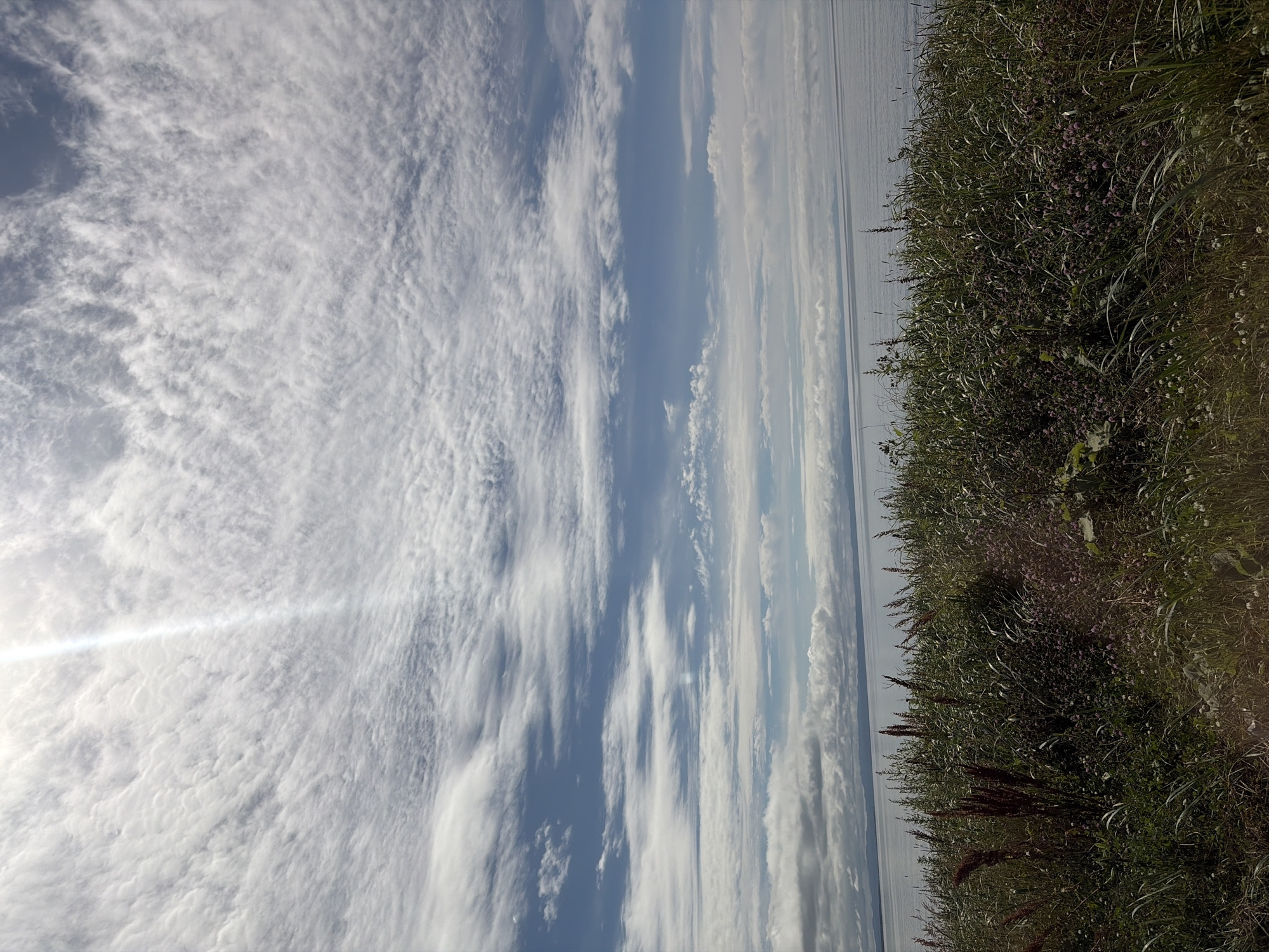 The image depicts a vast sky filled with an intricate pattern of wispy white clouds. A bright, almost blinding sunbeam cuts through the clouds from the upper left corner. Below the sky is a serene body of water, likely a lake or sea, reflecting the muted tones of the sky. The foreground is dominated by a dense growth of tall, green grasses and plants, interspersed with smaller, purplish wildflowers. Some darker, reddish-brown stalks of vegetation are also visible amongst the greenery. The horizon line is clearly defined, separating the water from the sky. The overall impression is one of a natural, open landscape. There are no people or man-made structures visible in the image. It is impossible to determine the specific location in the city of Ozyorskiy, Russia, from the visual information provided.