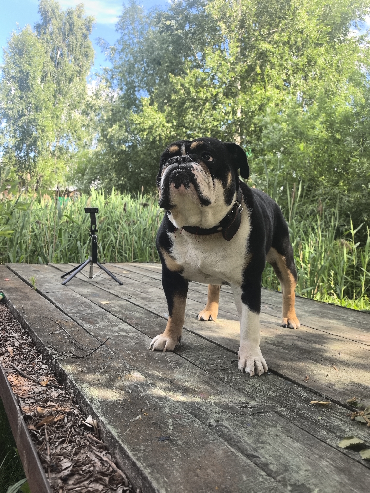 An American Bulldog stands on a wooden deck outdoors, with trees and tall grass in the background. The dog is predominantly black and white with tan markings on its legs. It wears a dark collar. To the left of the dog, a small black tripod is visible on the deck. The deck is made of weathered wooden planks. The environment suggests a natural, possibly rural setting, with abundant greenery and a bright sky overhead. The image appears to be taken in Noviy, Russia, given the prompt's context.