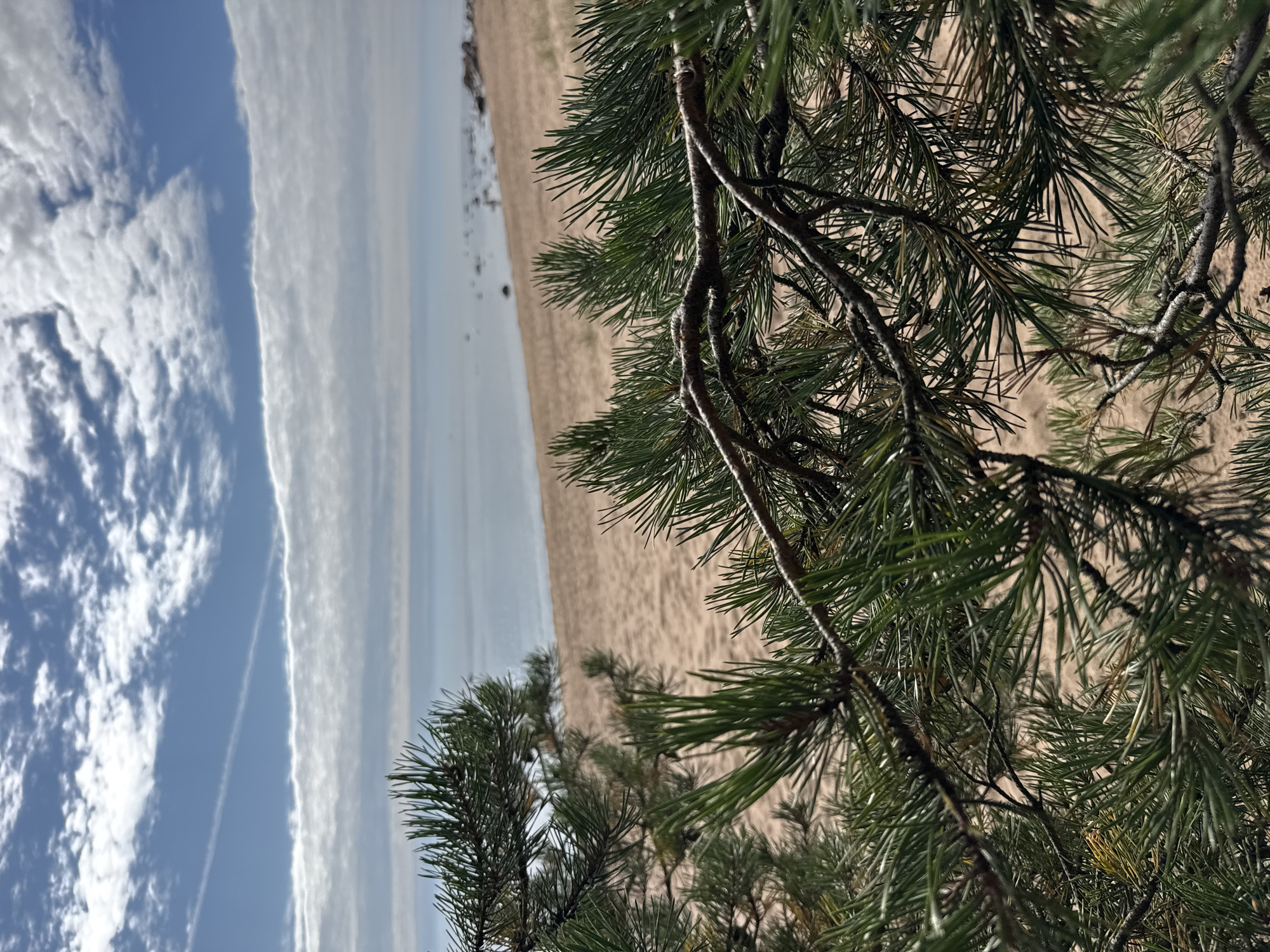 The image shows a close-up view of pine branches in the foreground, obscuring a beach scene in the background. The pine needles are a vibrant green, and the branches are brown and textured. Beyond the branches, a sandy beach stretches towards a calm body of water, likely the Gulf of Finland, given the location. The water is a muted blue-grey, and the horizon line is soft. The sky above is partly cloudy, with streaks of white clouds against a pale blue sky. A faint contrail is visible in the upper portion of the sky. The overall impression is one of a quiet, natural coastal environment in Zelenaya Roshcha, Russia. There are no people or any discernable actions or interactions depicted in the image.