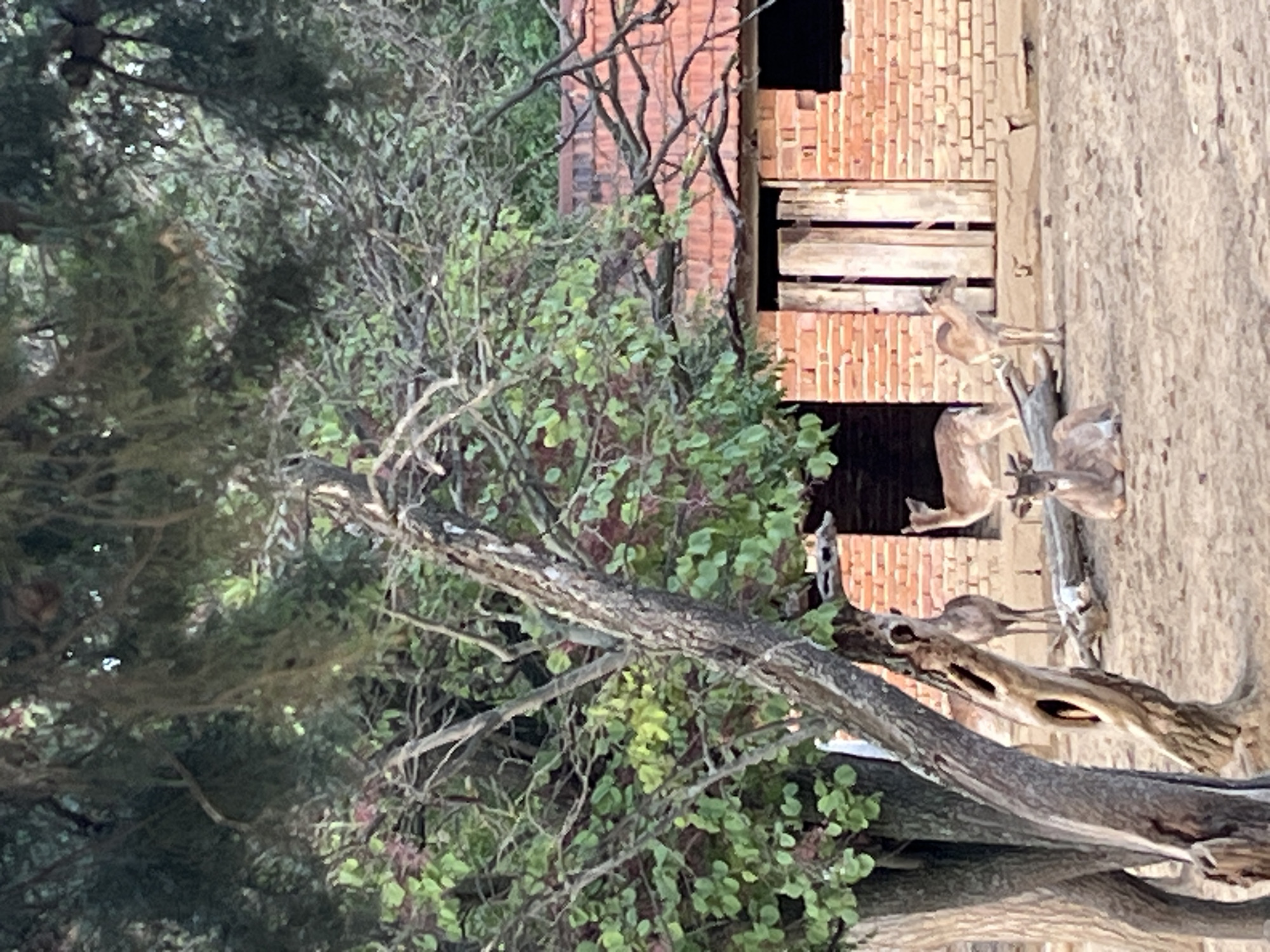 The image depicts a rural scene. In the foreground, there are trees with dense foliage and exposed branches. In the background, there is a brick structure with boarded openings. A group of deer, appearing to be statues or models, are positioned along the wall of the structure. The image is taken from a somewhat low angle. There is no visible indication that this image is set in Gorovo, Bulgaria.