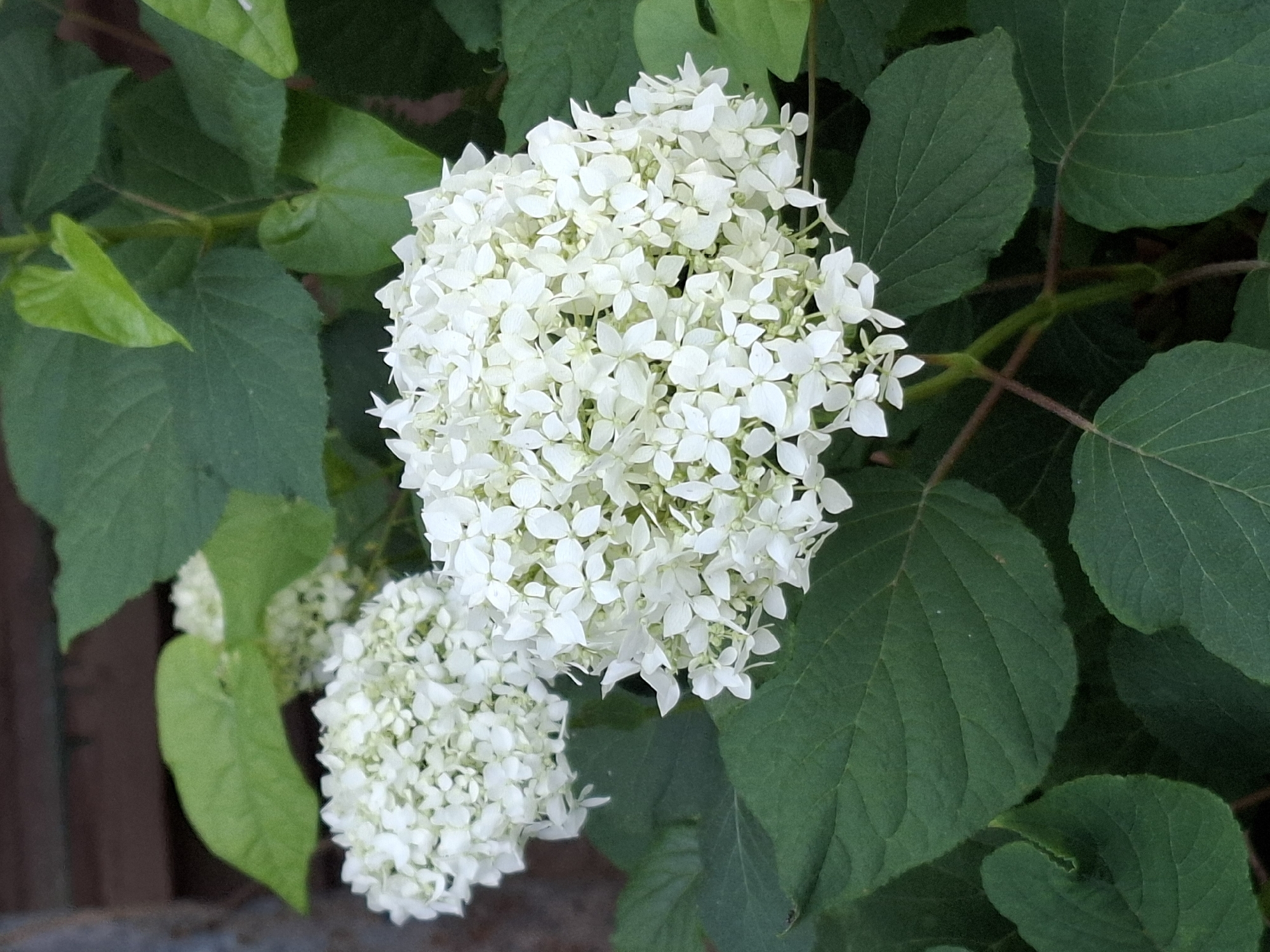 A close-up, high-angle outdoor shot showcases a cluster of white hydrangeas against a backdrop of dark green leaves. The flowers are in full bloom, appearing as large, rounded pom-poms composed of numerous small, delicate white florets. Some florets have a light green hue at their centers. The leaves are broad and ovate with prominent veins. The stems holding the flowers are thin and reddish-brown. In the upper left corner, a dark, weathered wooden surface is partially visible. The lighting suggests it is daytime, with soft shadows indicating diffused sunlight. The image captures a still, natural scene without any visible people or animals.