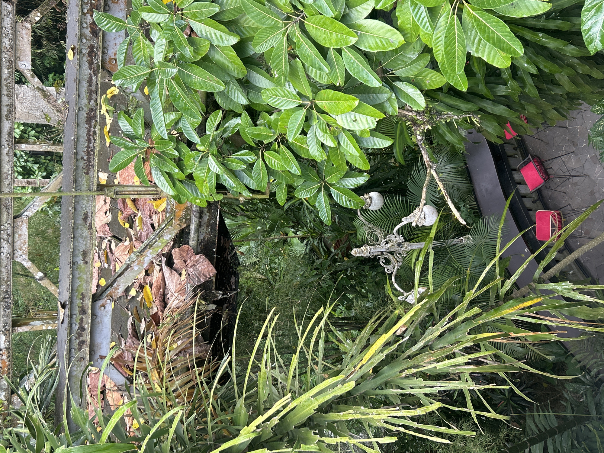 The image captures an overhead view of a lush, tropical outdoor seating area, likely located in Ubud District, Indonesia. The scene is dominated by dense green foliage, with large, glossy leaves of a tree in the foreground to the right, and feathery, thin-leafed plants on the left. Peeking through the greenery is a weathered, rusty metal structure, possibly part of a bridge or an old building, with scattered brown and yellow leaves on its surface. Below this structure, an outdoor seating arrangement is visible: a dark-colored bench and two vibrant red stools with metal legs, placed on a stone-tiled floor. An ornate, white lamp post with two spherical lamps stands near the seating area, adding a touch of vintage charm to the otherwise natural setting. The overall impression is one of a secluded, overgrown oasis, blending man-made elements with the wild beauty of nature.