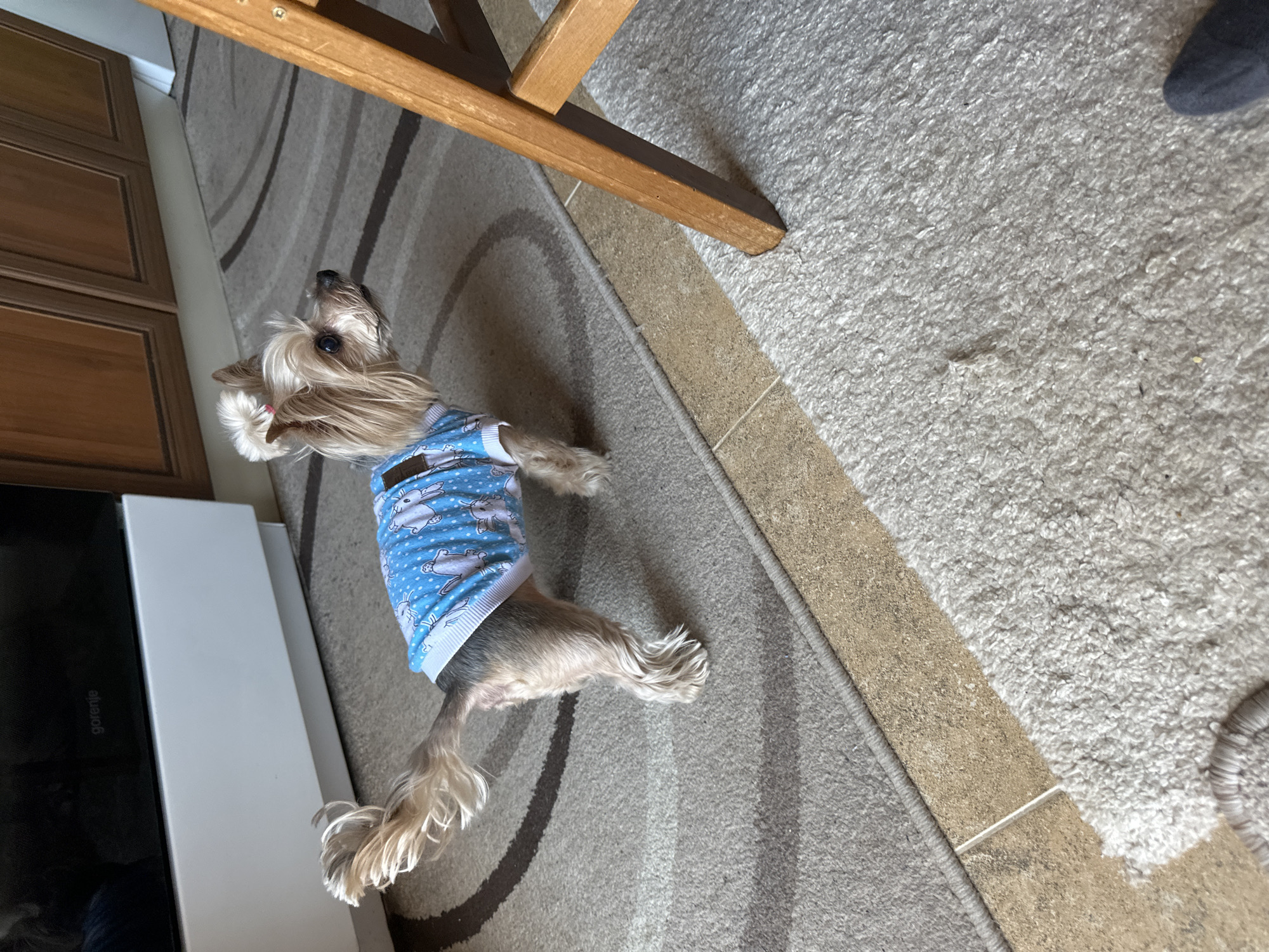 A small dog, possibly a Yorkshire Terrier, is lying on a carpet with brown and beige stripes. The dog is wearing a blue shirt with a pattern of white rabbits. A wooden chair leg is visible above the dog. A white media console and a dark-colored TV are located to the left of the dog. Part of a person's shoe is visible in the upper right corner. The location is likely indoors. There is no indication of this being in Montana, Bulgaria.