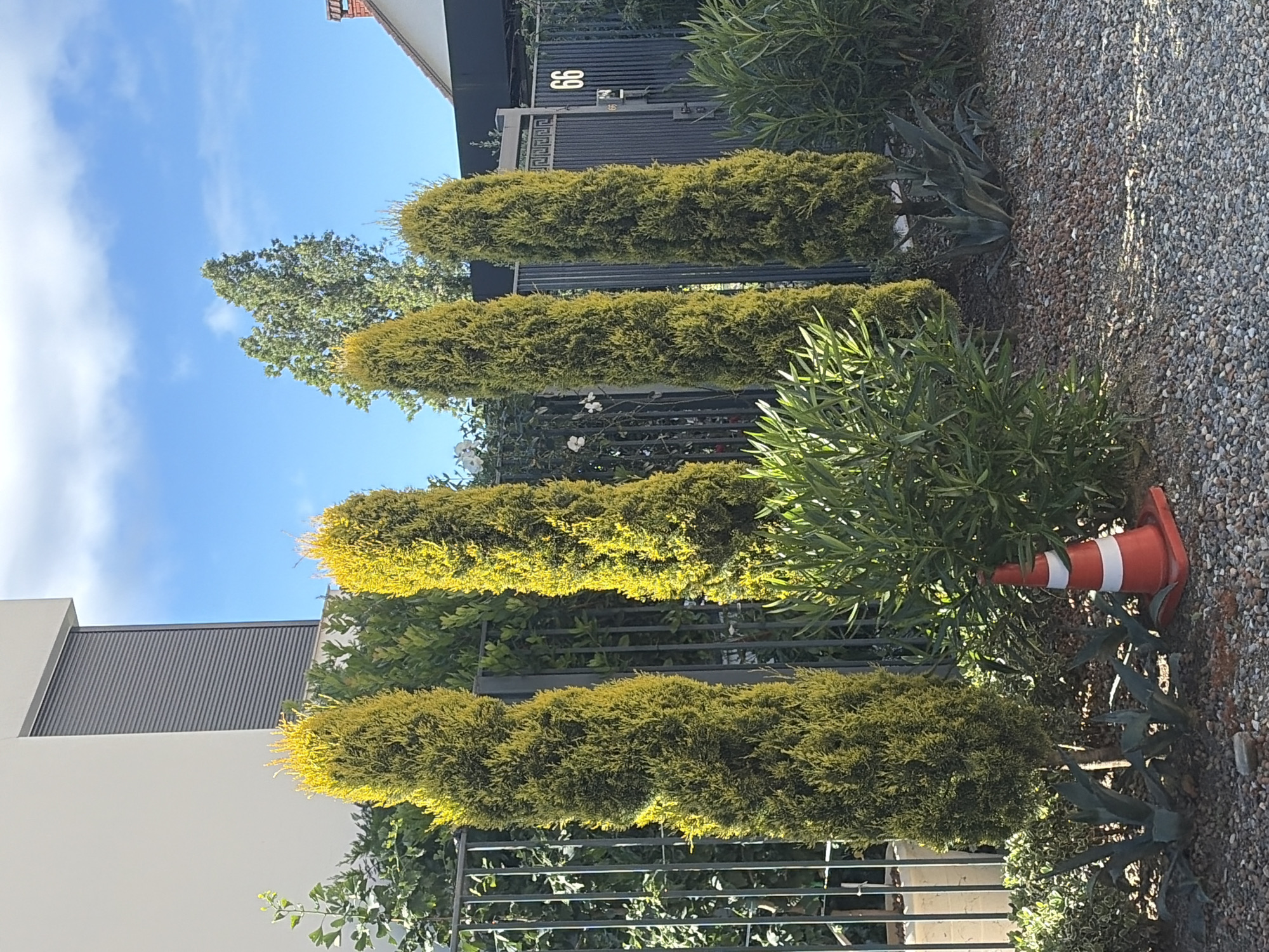 A sunny daytime exterior view shows a residential property in Sochi, Russia, featuring a modern building with a gray roller shuttered window. In front of the building, a metal fence separates it from the street. A line of four tall, narrow, golden-green cypress trees stands behind the fence, accompanied by various shrubs and plants, including agave plants. A red and white striped traffic cone is visible on the gravel ground near the center of the image. The sky is blue with scattered white clouds. A gate with the number "66" is visible on the right side of the image.