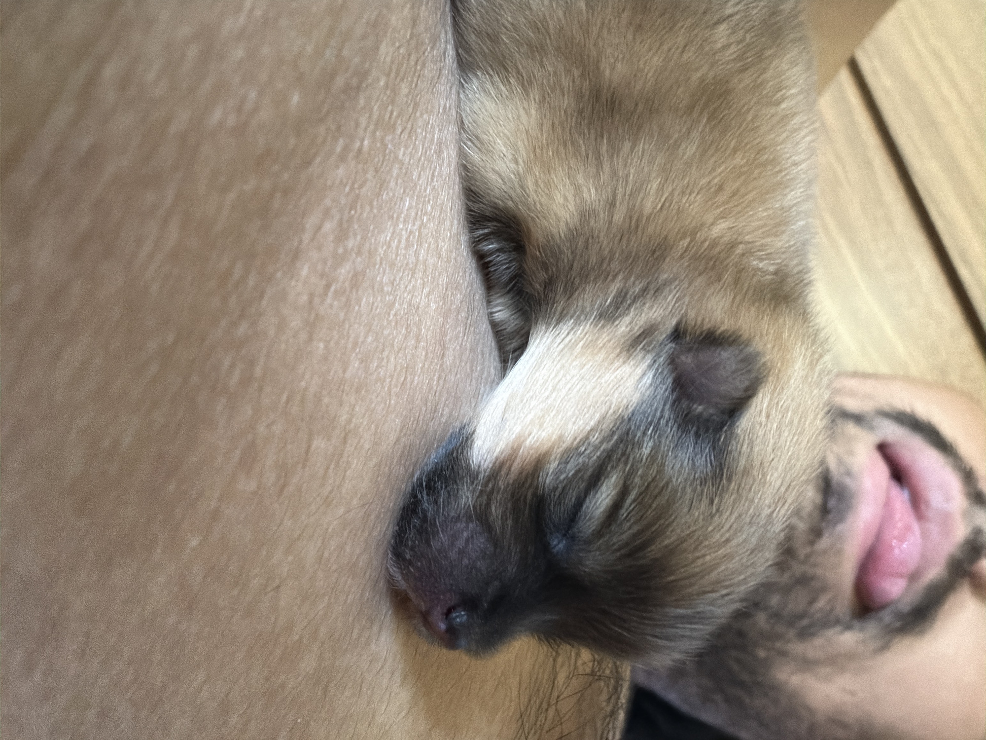 A close-up shot shows a sleeping puppy nestled against a person's chest. The puppy has brown and white fur and a dark nose. The person has facial hair and their mouth is slightly open. The background includes a wooden surface. The location is not discernible from the image.