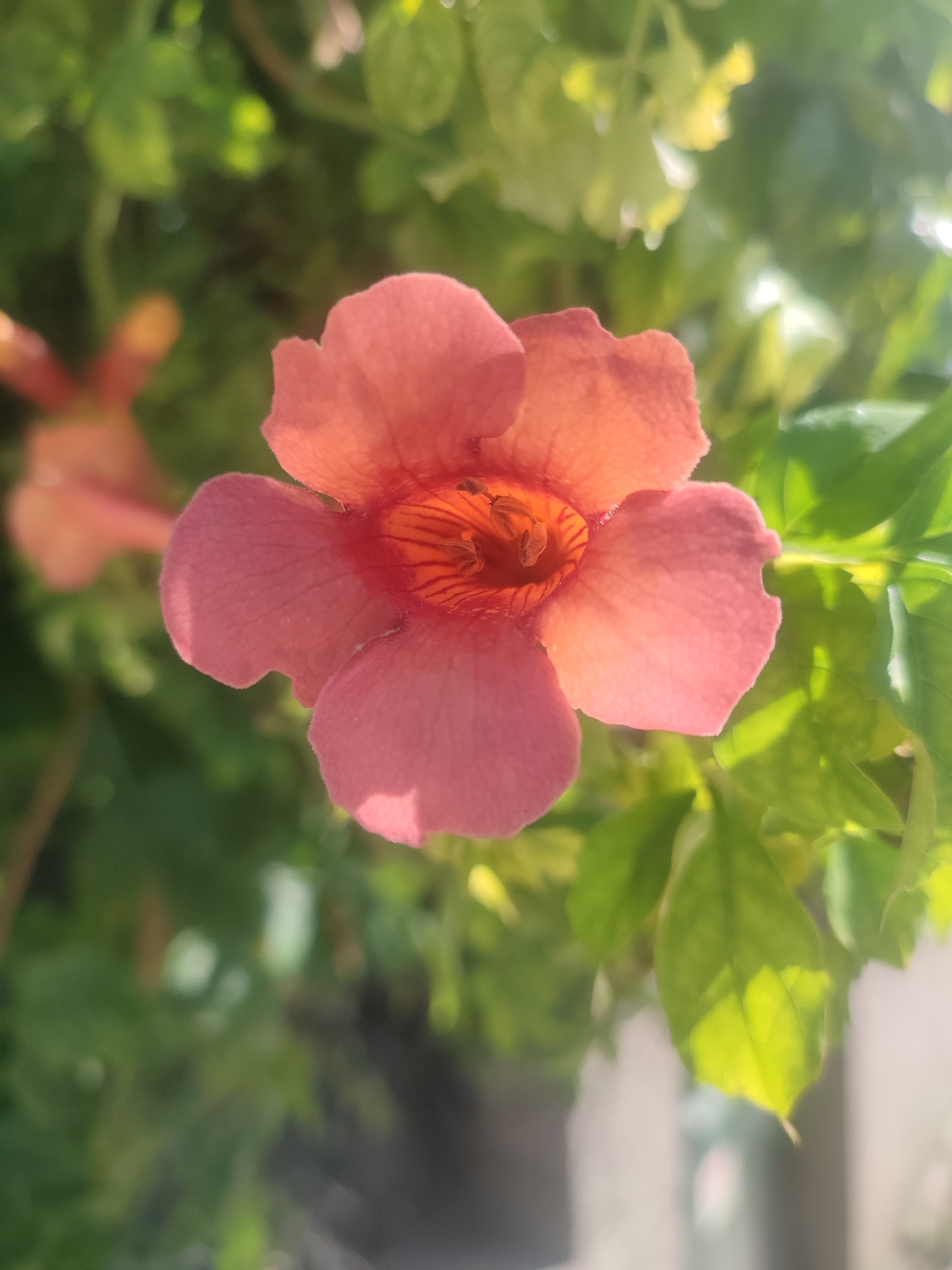 The image is a close-up, vertical shot of a single, pink, trumpet-shaped flower. The flower is in sharp focus, with its petals gently unfurling. Inside the flower, the stamen and pistil are visible, colored in shades of orange and red. The background is a blur of green foliage, with sunlight dappling through the leaves. To the left of the main flower, another, out-of-focus pink flower is visible. The scene appears to be in an outdoor setting, possibly a garden or park. The provided metadata indicates the image was taken in Varna, Bulgaria.