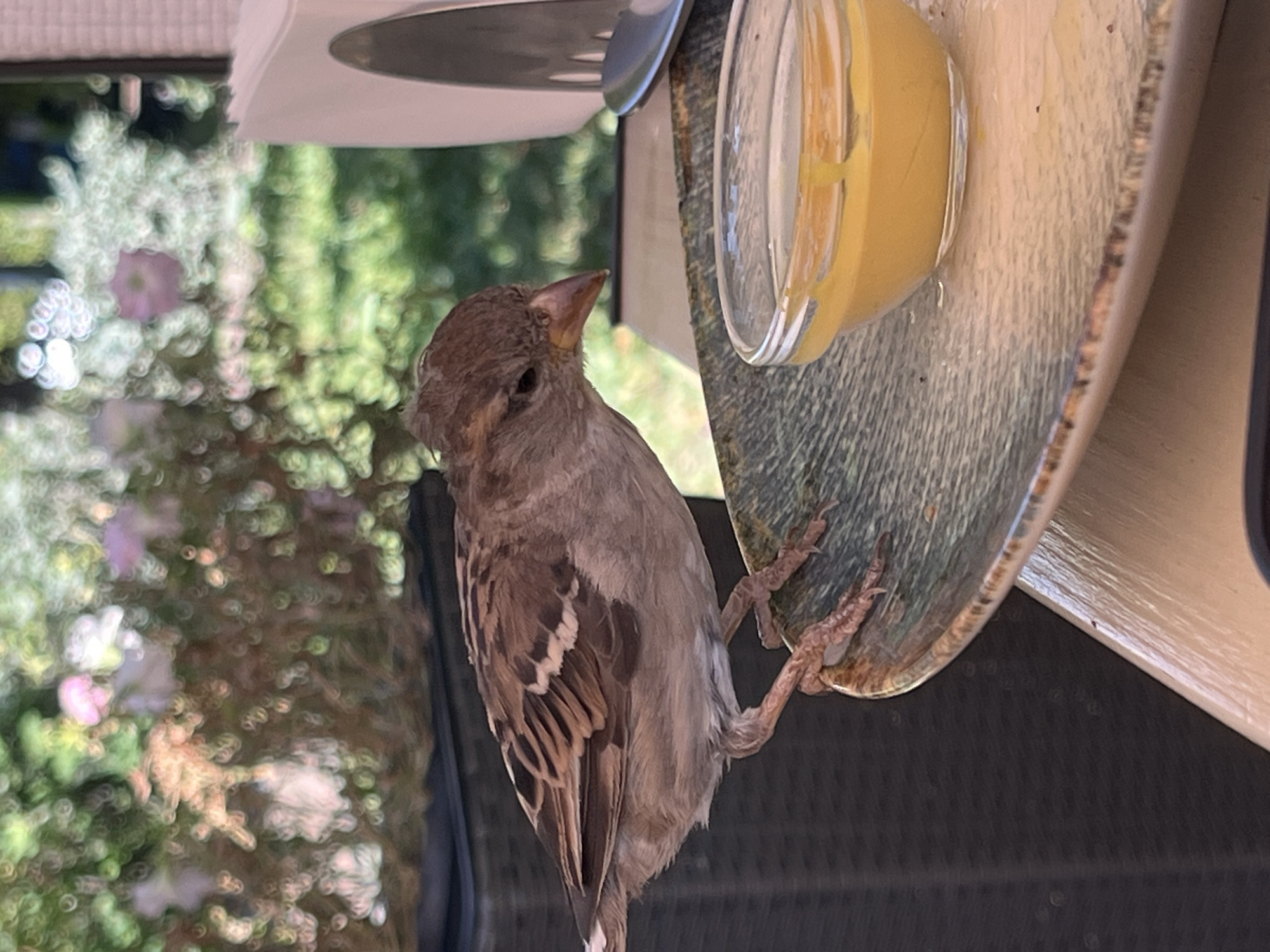 A sparrow is perched on the edge of a table, looking into a small glass bowl filled with yellow sauce. The sparrow's feathers are brown and white, and its legs and feet are visible. The table is made of wood, and there is a plate with a textured pattern on it. In the background, there are plants and flowers, suggesting an outdoor setting, possibly a cafe or restaurant patio. The image does not contain any information that would indicate it was taken in Kyiv, Ukraine.