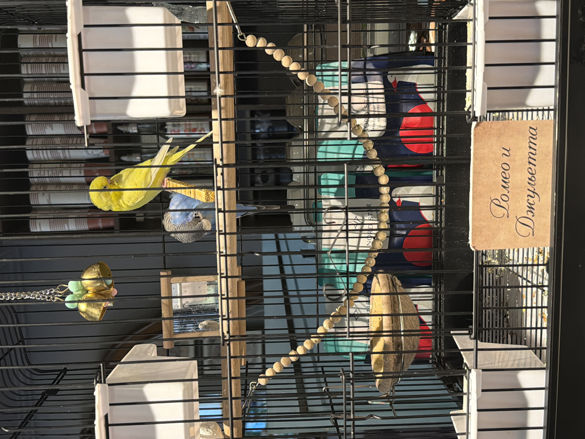 The image shows a budgie cage with two budgies, one yellow and one blue and grey. The cage contains a wooden perch, a beaded toy, two food or water dispensers, and a small mirror. Behind the cage, there are shelves with various items, including what appear to be books or cans. In the foreground, a small, brown sign with text in a script font is visible. The text on the sign, likely in Russian, appears to read "Romeo and Juliet." The overall environment suggests an indoor setting, possibly a pet shop or a home. The location is stated to be Rostov-on-Don, Russia.