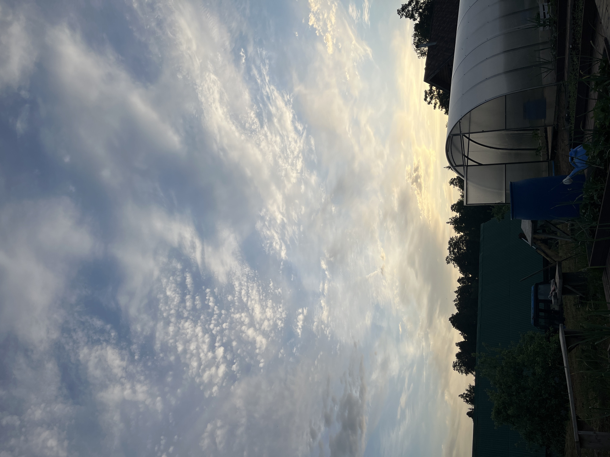 The image shows a view of the sky and a portion of a backyard, potentially located in or near Chaikovsky, Russia. The sky is filled with a mix of altocumulus and cirrus clouds, indicating possible atmospheric instability. The clouds are illuminated by the setting sun, creating a yellowish glow on the right side of the image. The backyard features a greenhouse with a curved plastic roof, a blue container, and a glimpse of a green-roofed building. Trees line the perimeter of the yard, adding depth to the scene. The overall lighting suggests either early morning or late evening. No people or animals are visible.