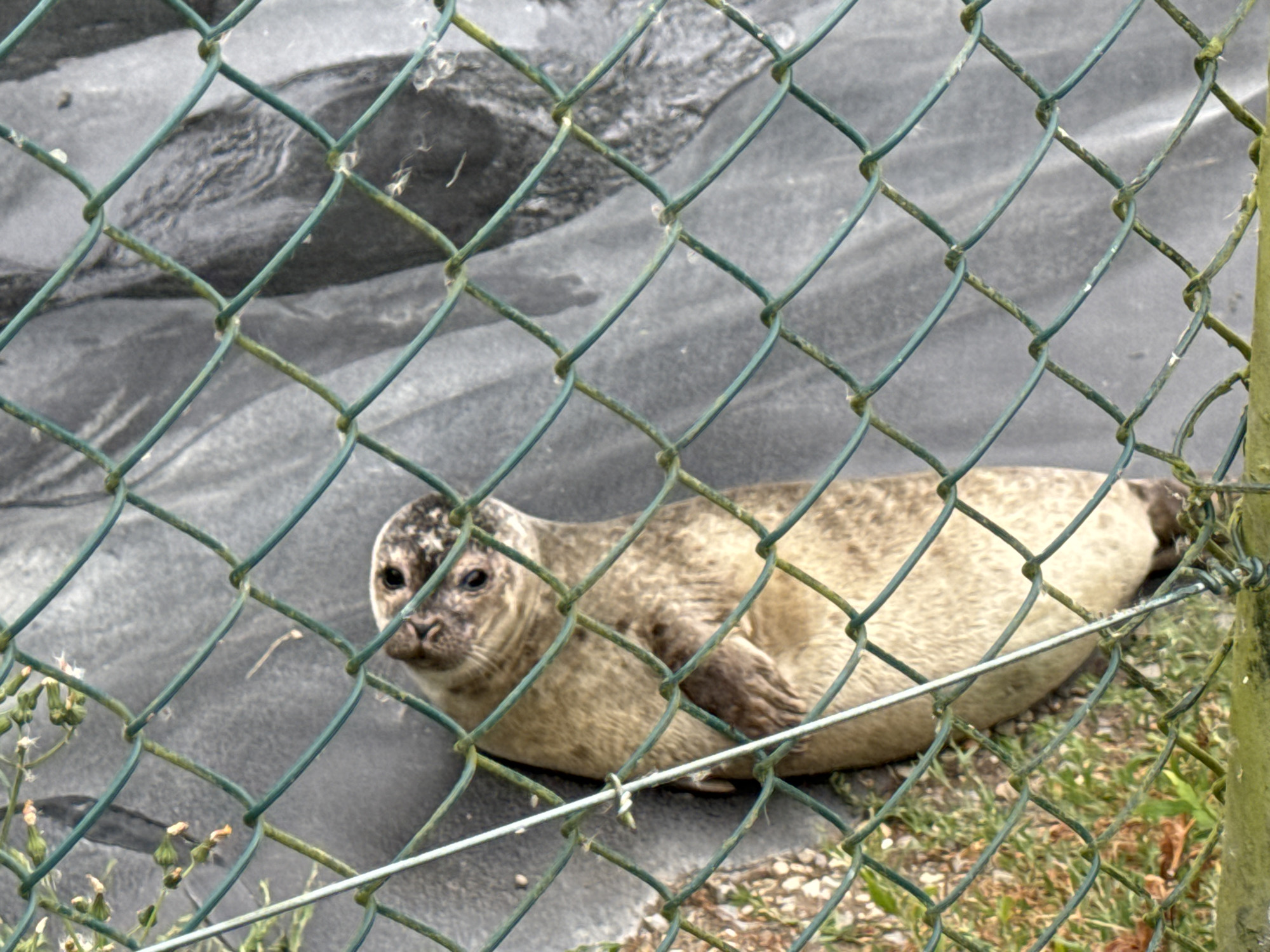 A seal is lying on a dark, textured surface behind a green chain-link fence. The seal is light brown with darker spots and has dark eyes and a small dark nose. Its body is elongated, and its flippers are visible. In the foreground, the fence obstructs the view, with its diamond-shaped openings showing the seal and the background. The background appears to be a dark, possibly tarpaulin-like material with some ripples or folds. To the left of the seal, there are some small green plants with tiny buds. The overall scene suggests an enclosure, possibly in a zoo or wildlife rehabilitation center.
