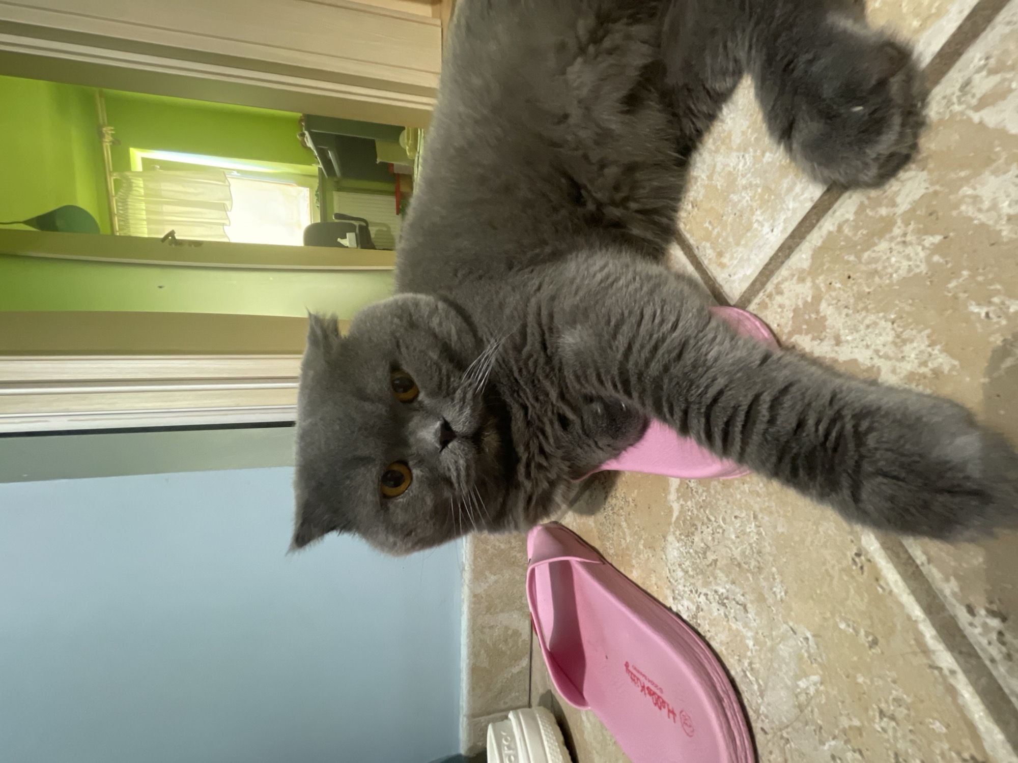 An adult, grey British Shorthair cat is lying on its side on a tiled floor. The cat has large, amber eyes and is looking directly at the camera. A pink flip-flop is positioned under the cat's front left leg, and another pink flip-flop is lying next to the cat on the left. In the background, a doorway opens into a room with bright green walls and a window with white curtains. The scene appears to be indoors, in what looks like a residential setting.