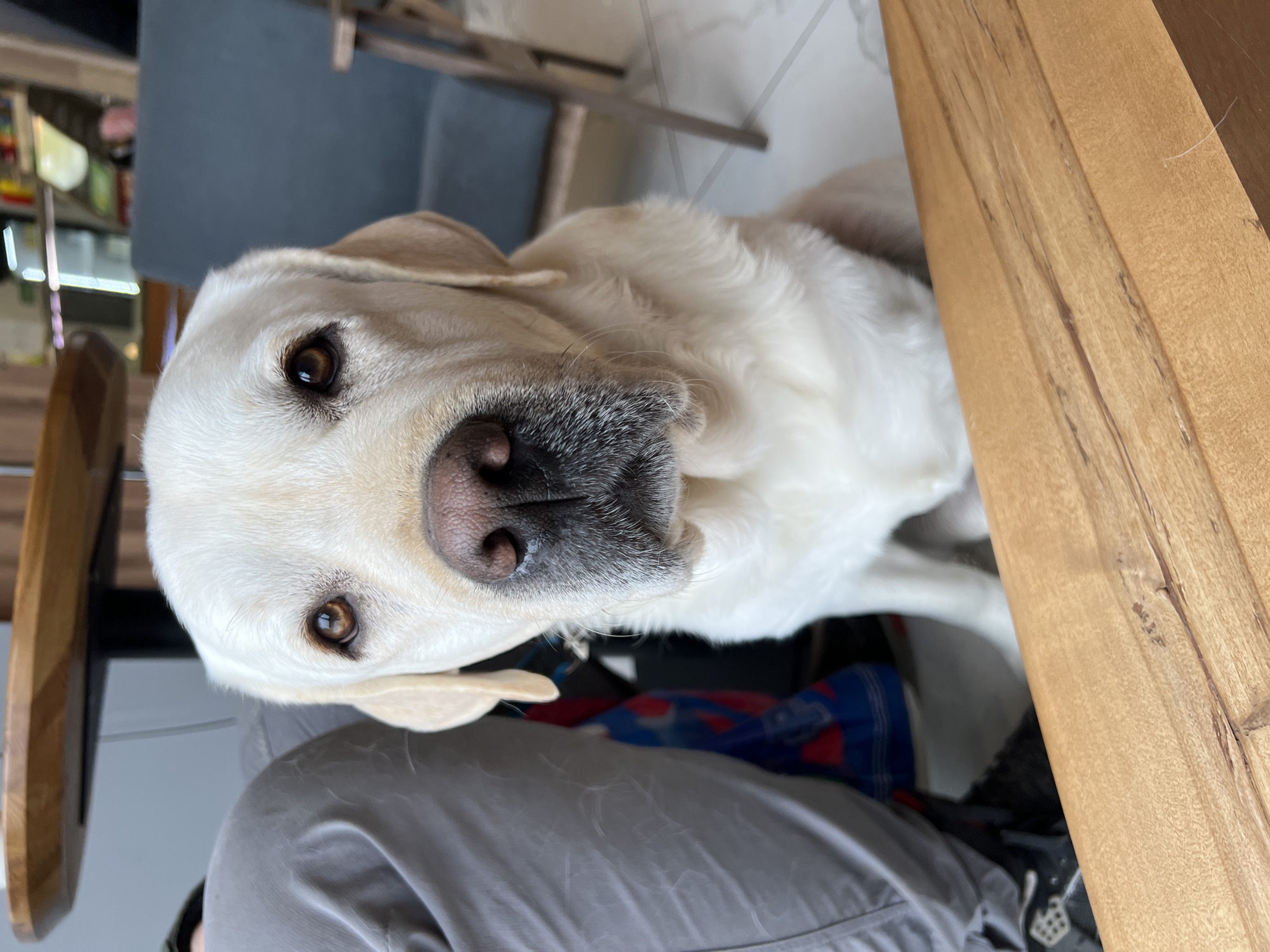 The image displays a close-up, rotated portrait of a cream or white Labrador Retriever dog, captured indoors in Mytishchi, Russia. The dog is the primary subject, looking directly at the viewer with an attentive and soft expression.
The Labrador has a light-colored coat, possibly cream or pale yellow, with noticeable graying around its muzzle and chin, indicating its age. Its dark brown eyes are bright and focused, reflecting a gentle nature. The dog's nose is a dark pinkish-brown. Only one of its ears is partially visible, blending into its head. Its fur appears soft and well-groomed.
The dog is positioned very close to a person, whose lower body, clad in grey pants, is visible in the foreground beneath the dog's head. Strands of light-colored dog hair are visible on the person's pants, suggesting a close and comfortable interaction. To the right of the dog, a section of a light brown wooden table or piece of furniture is prominent, showcasing its natural wood grain.
The background is softly blurred, revealing elements of an indoor setting. Behind the dog, a dark blue object with red accents, possibly a blanket or textile, is partially visible. Further back, a dark grey wall or furniture item is discernible, along with indistinct shapes to the far left that might be shelves or other household objects. The lighting is soft and even, suggesting daytime. No discernible text is visible within the image. The scene captures a quiet moment of companionship.