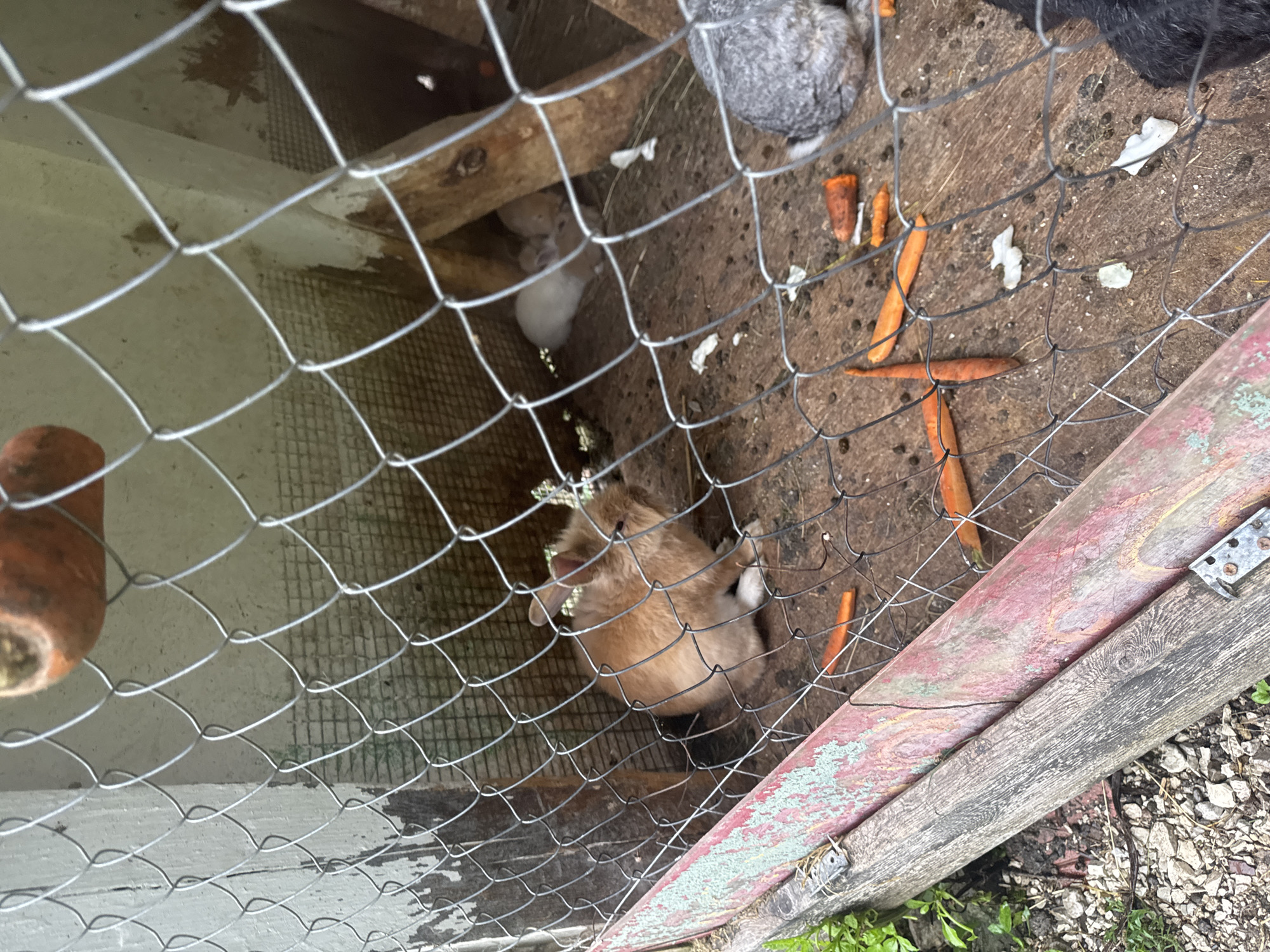 In Semenovka, Russia, a rabbit hutch contains several rabbits of varying colors, including a light brown rabbit in the foreground and a grey rabbit partially visible on the right. The hutch is constructed with a wire mesh fence, and the floor appears to be dirt with some scattered debris. Pieces of carrots are visible on the ground, indicating they are a food source for the rabbits. The environment outside the hutch is not clearly depicted but appears to be an outdoor setting. The image captures a glimpse of the daily life of these animals within their enclosure.