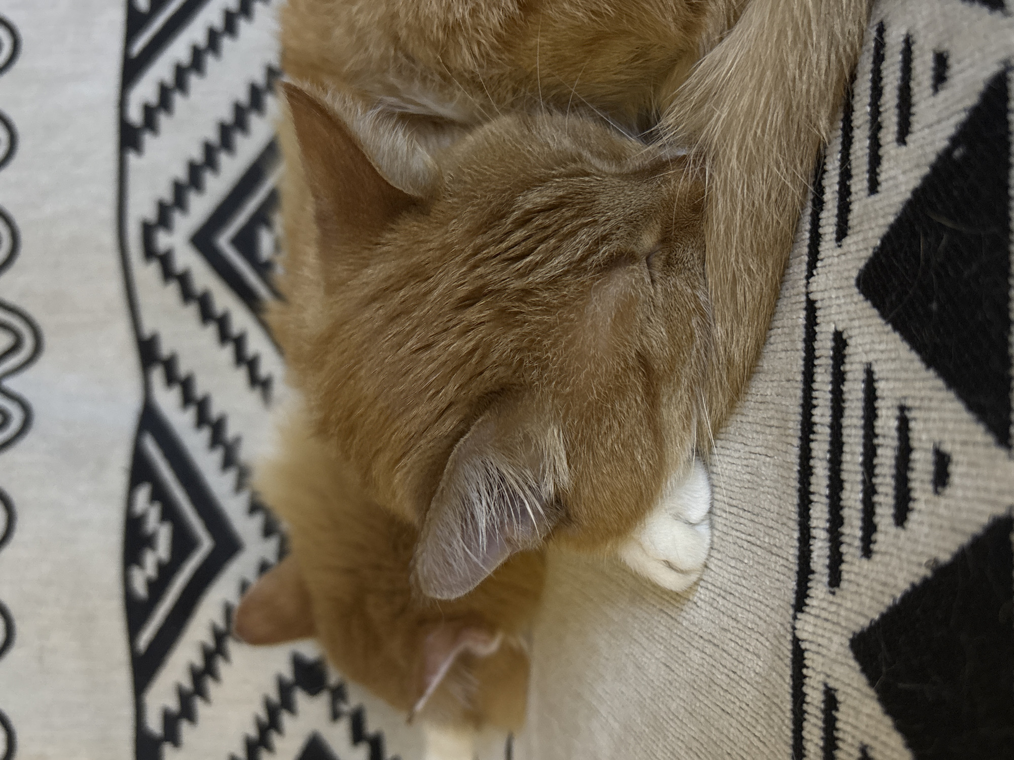 A ginger cat is curled up asleep on a patterned rug. The rug has a geometric design of black shapes on a light beige background. The cat's head is tucked down, with its paw visible near its face. The cat is the primary subject of the image. No details suggest the location is Zheleznogorsk, Russia.