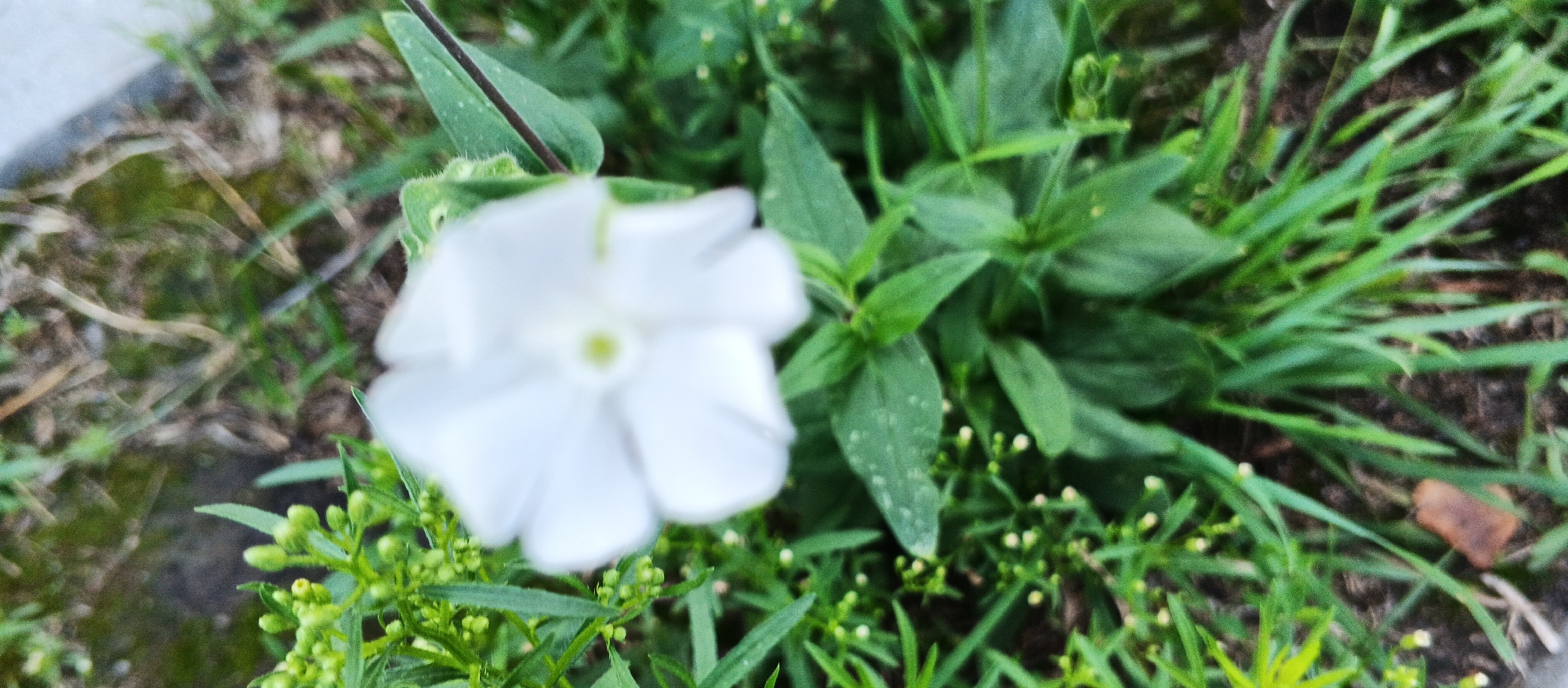 The image shows a close-up of a white flower with green foliage and grass in the foreground and background. The flower is out of focus, with its petals appearing soft and blurry. Several small, green buds are visible surrounding the flower, along with thin green stems and leaves. The ground beneath the plants appears to be a mixture of soil and dry leaves. The image does not contain any people, animals, or man-made structures. Based on the visual information, it is not possible to determine the location of this scene within the city of Smila, Ukraine, as there are no distinguishing landmarks or context provided.