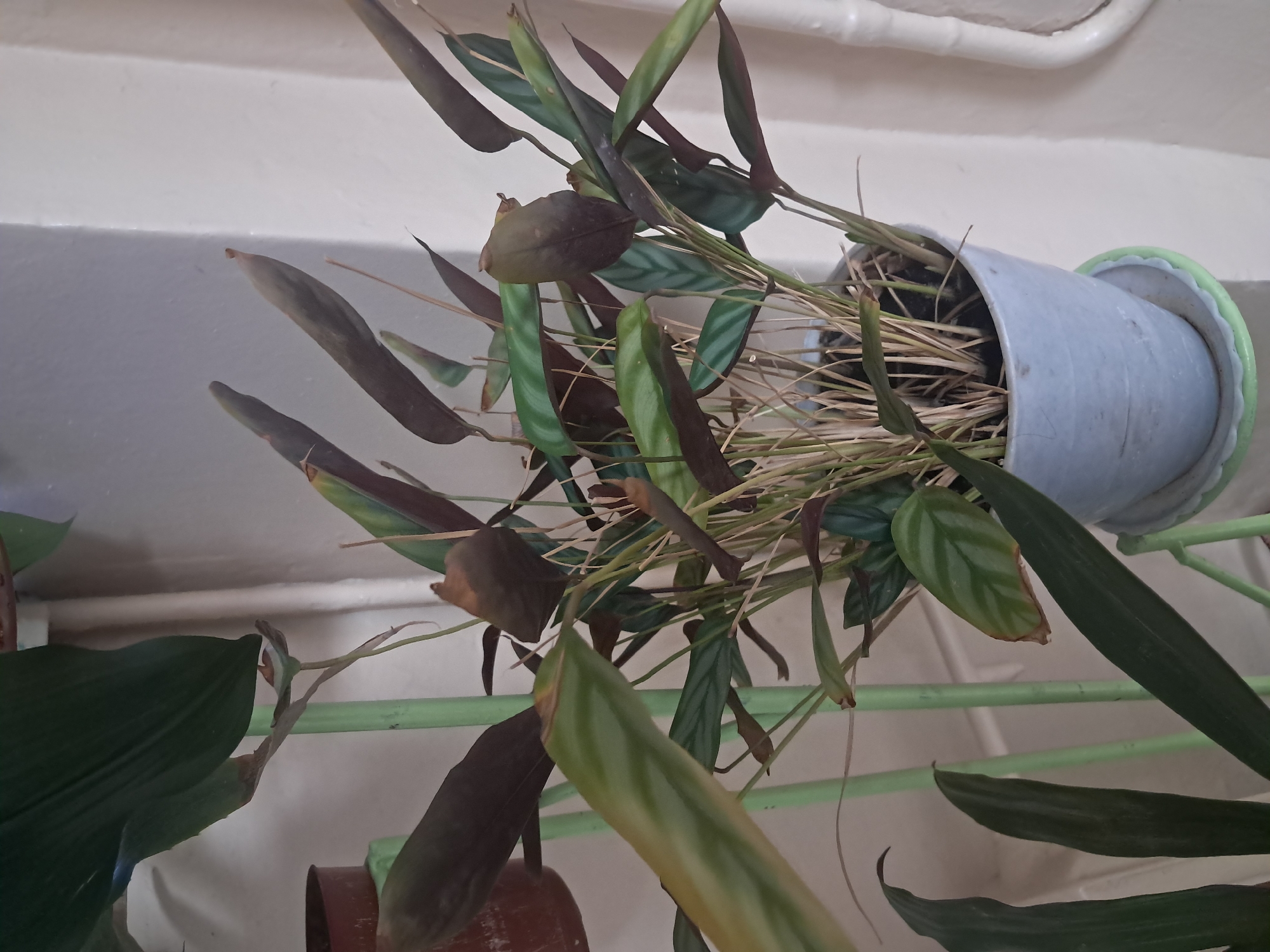 The image shows a potted plant with long, slender leaves, some of which are green with lighter stripes, and others are dark purple or brown. The plant appears somewhat dry, with several withered stems and browning leaf tips. It is in a light blue plastic pot with a green saucer, which sits on a green metal stand. The stand is positioned next to a cream-colored wall with a visible white pipe. The background is out of focus, suggesting an indoor setting. There are no people or animals visible in the image. The scene is indoors, likely in a residential or office space. The image's metadata does not contain location information, and therefore it is not possible to determine its location in Kremenchuk, Ukraine.
