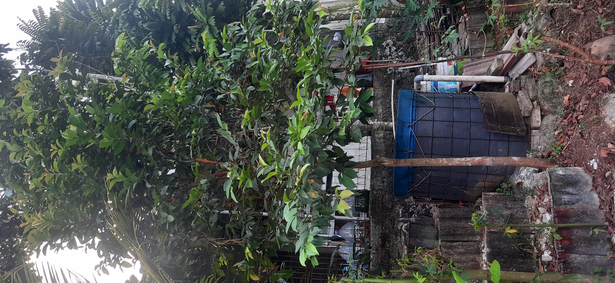 The image depicts a tree with lush green foliage in the foreground, situated outdoors. Behind the tree, a building with white-framed windows and a barred section is visible. In front of the building, several plastic bottles are placed on a ledge. A large, dark blue cylindrical tank, possibly for water storage, is located to the right of the tree, partially obscured by its trunk. The ground around the tank is covered with fallen leaves and some loose bricks. Several concrete blocks, stacked unevenly, form a raised area to the left of the tank. The overall scene appears to be in a residential or utilitarian outdoor space. The image does not contain any people or discernable animals. The presence of the building, the storage tank, and the general yard setting suggest a location within a populated area. Cisauk, Indonesia, is a subdistrict within Tangerang Regency, Banten, known for its mix of residential, agricultural, and industrial areas, making such a scene plausible within its urban or semi-urban landscapes.