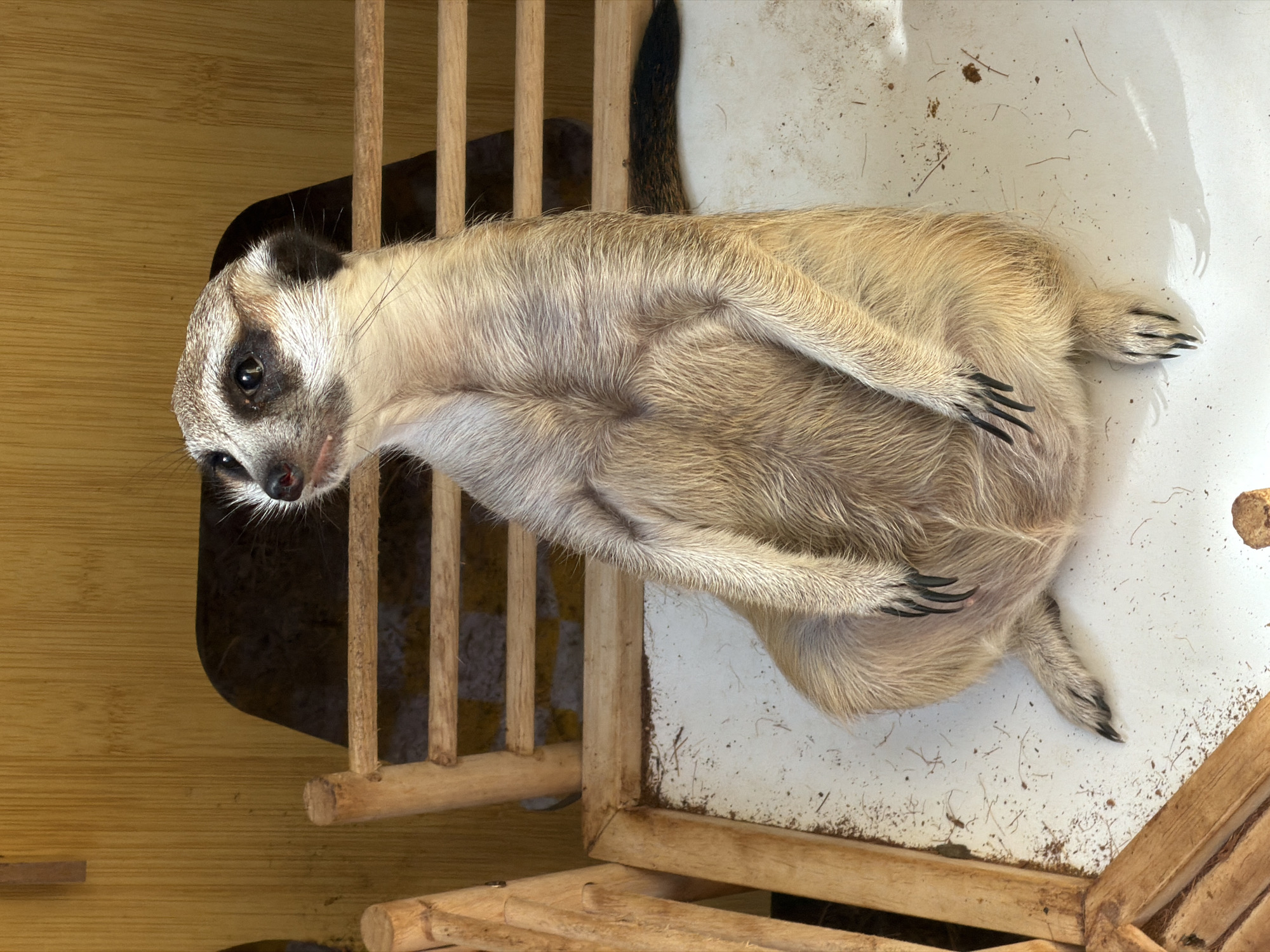 A meerkat is sitting upright on a white surface with wooden slats, looking upwards and to its left. The meerkat is light brown and tan with dark markings around its eyes and ears. Its paws are resting on its stomach, and its claws are visible. The background consists of a wooden wall and a wooden bench. The scene appears to be indoors or in a sheltered outdoor area, possibly an enclosure at a zoo or sanctuary. The location is specified as ตำบลเกาะพะงัน, Thailand.