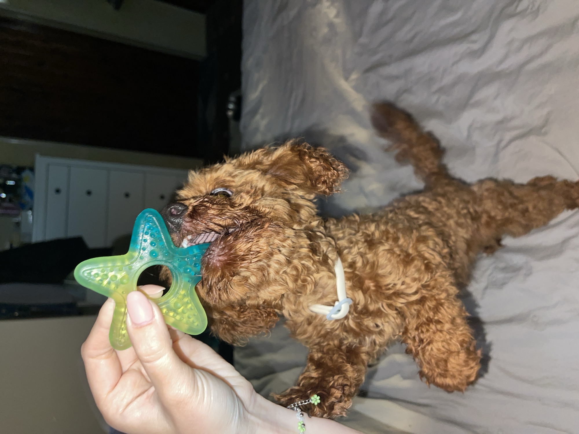 The image displays a close-up indoor scene featuring a small, fluffy, brown dog actively engaging with a chew toy, held by a human hand. The dog, likely a poodle or similar breed with curly fur, is positioned on light-colored, rumpled bedding, suggesting a bed or sofa. Its mouth is open wide, revealing teeth as it enthusiastically bites into a translucent, starfish-shaped toy. The toy transitions in color from blue at one end to a yellowish-green at the other, and features textured bumps across its surface.
A human hand, with light skin tone and nails painted in a soft pink or nude shade, firmly holds the toy. A delicate bracelet with small, light green, flower-shaped beads is visible on the wrist. Around the dog's neck is a light-colored band or collar, secured with a small blue ring or fastener.
The background is dimly lit, hinting at an evening or nighttime setting. In the upper left, a portion of a white cabinet or dresser with dark handles is visible, confirming an interior location such as a bedroom or living area. The dog appears joyful and focused on its play, reflecting a moment of affectionate interaction between pet and owner in Sofia, Bulgaria. There is no visible text in the image.