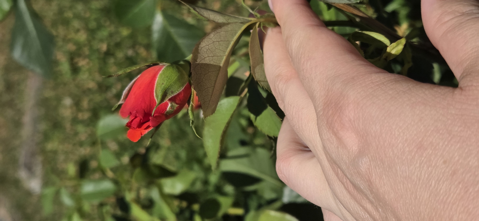 An extreme close-up vertical shot shows a person's hand reaching out to touch a red rosebud. The rosebud is in focus and is vibrant red with green sepals. The background is blurred, showing green foliage and hints of sunlight. The person's skin tone is fair, and some texture is visible on the skin, such as wrinkles and pores. The image does not provide any information about the location in Strasbourg, France.