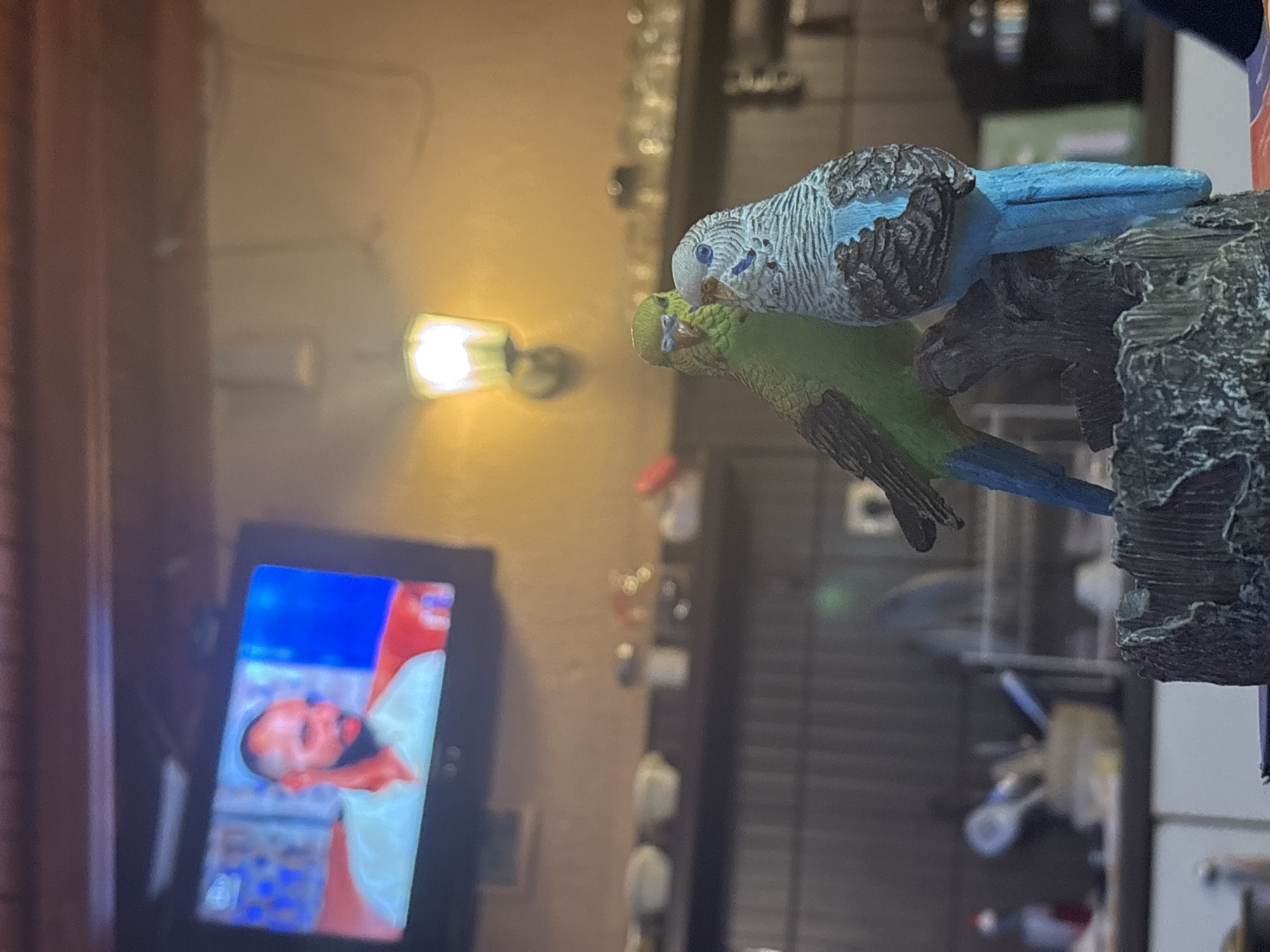The scene is an indoor setting in Lom, Bulgaria. A television screen displays a man's image. In the foreground, a decorative figurine depicting two parakeets, one blue and white and the other green, perched on a gray, bark-like structure. A wall lamp provides illumination. In the background, there is a wall with a decorative vertical structure or display.