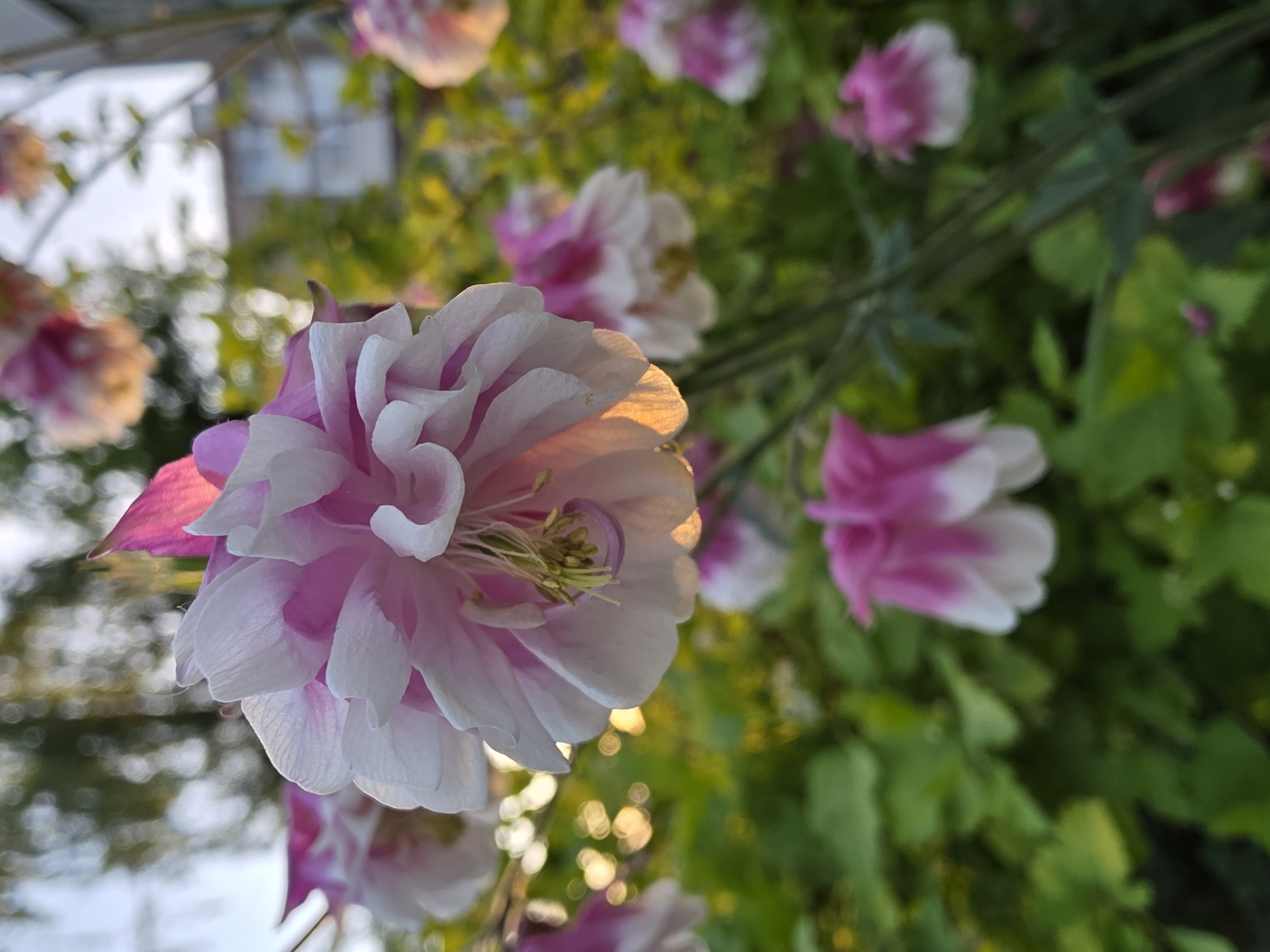 The image shows a close-up view of several pink and white flowers, likely in a garden or park setting. The foreground features a large, fully bloomed flower with ruffled petals, primarily white with pink accents. Other similar flowers are visible in the background, some in sharper focus than others. Green foliage is interspersed among the flowers, creating a natural backdrop. Bokeh lights are evident at the bottom of the image, suggesting sunlight filtering through the leaves. A building is visible and blurred in the background. The location is identified as the city of Chaikovsky, Russia.