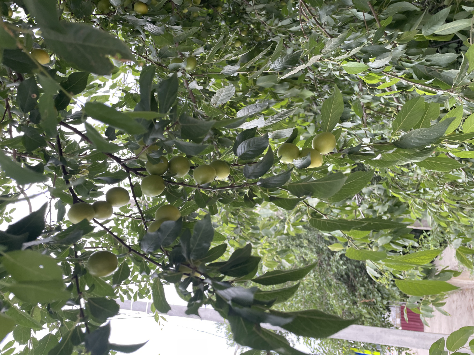 The image shows a close-up view of a plum tree with green unripe plums and dark green leaves. The tree branches are visible, with some lighter branches interspersed. The background is a blur of green foliage and sky, suggesting an outdoor environment. A concrete pole is visible on the left side of the image, partially obscured by leaves. A reddish-brown fence and a paved pathway can be seen in the lower left corner, indicating a residential or garden area. The lighting suggests it is daytime, possibly overcast. The scene is devoid of people or any overt actions. The context suggests a scene in Cahul, Moldova, where such fruit trees are common in yards and gardens.