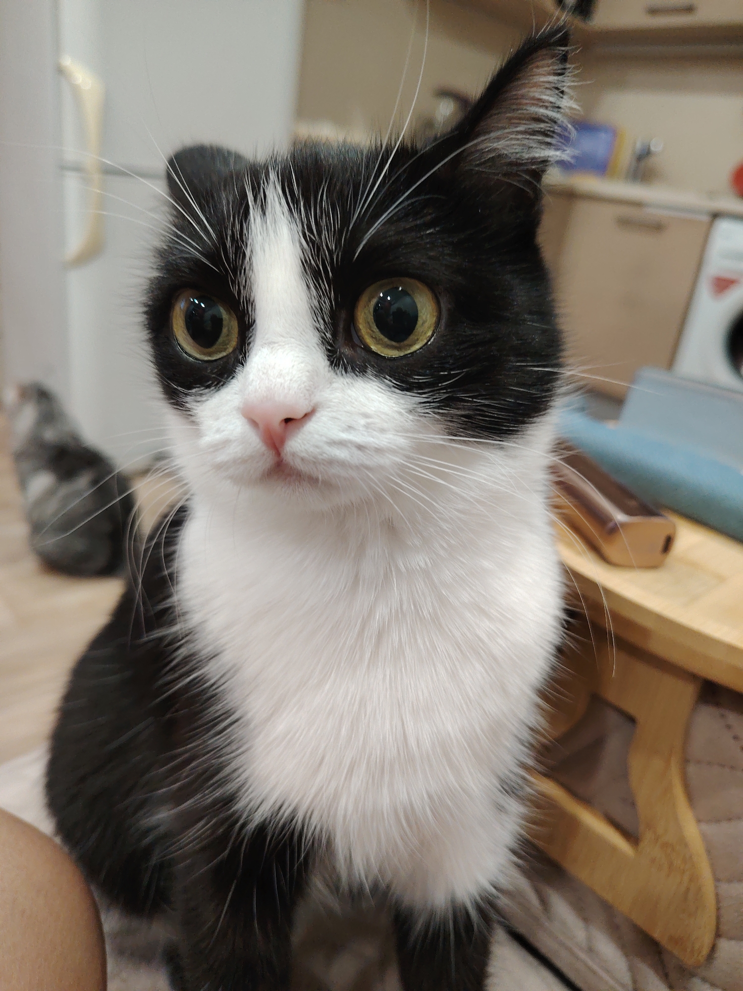 A black and white cat with large, expressive eyes and prominent white whiskers is the subject of a close-up, waist-up photograph. The cat is seated and looking directly at the camera. Its fur is a mix of black and white, with a distinctive white patch on its chest and a black marking around its eyes. The background is softly blurred, showing kitchen cabinets and a refrigerator in the distance. To the right of the cat, a small wooden stool or shelf with a light blue object and a metallic object is visible. The lighting is warm and natural. There is another cat in the background, out of focus. The image appears to have been taken indoors.