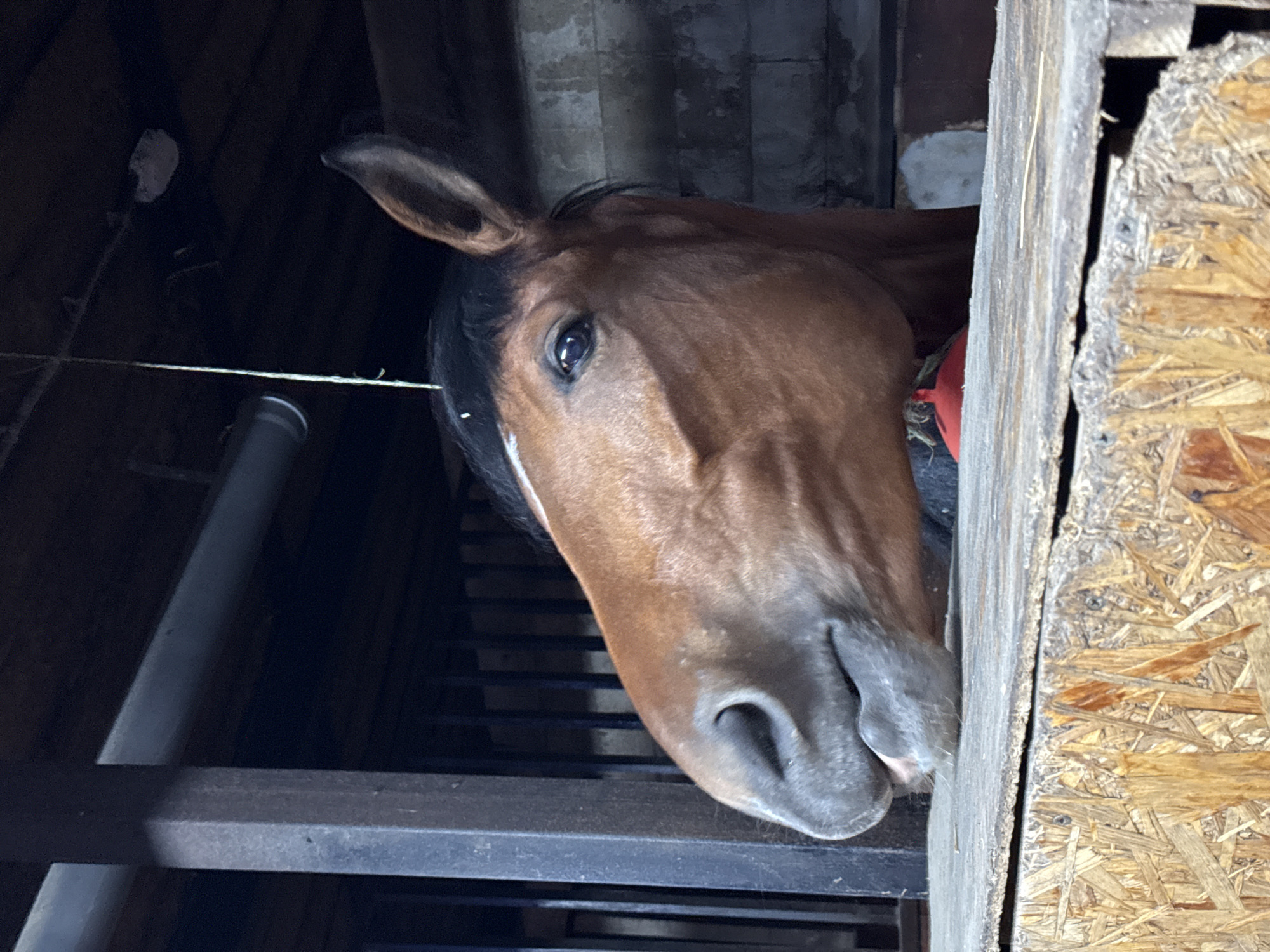 A horse is visible indoors. The horse's head is brown and the nose is resting against the edge of a wooden wall. A ladder constructed of metal is also visible. The building is dark and dimly lit. There is a small white marking above the horse’s left eye. A red item is seen under the horse's neck. Location: Nizhny Novgorod, Russia cannot be confirmed from visual information.