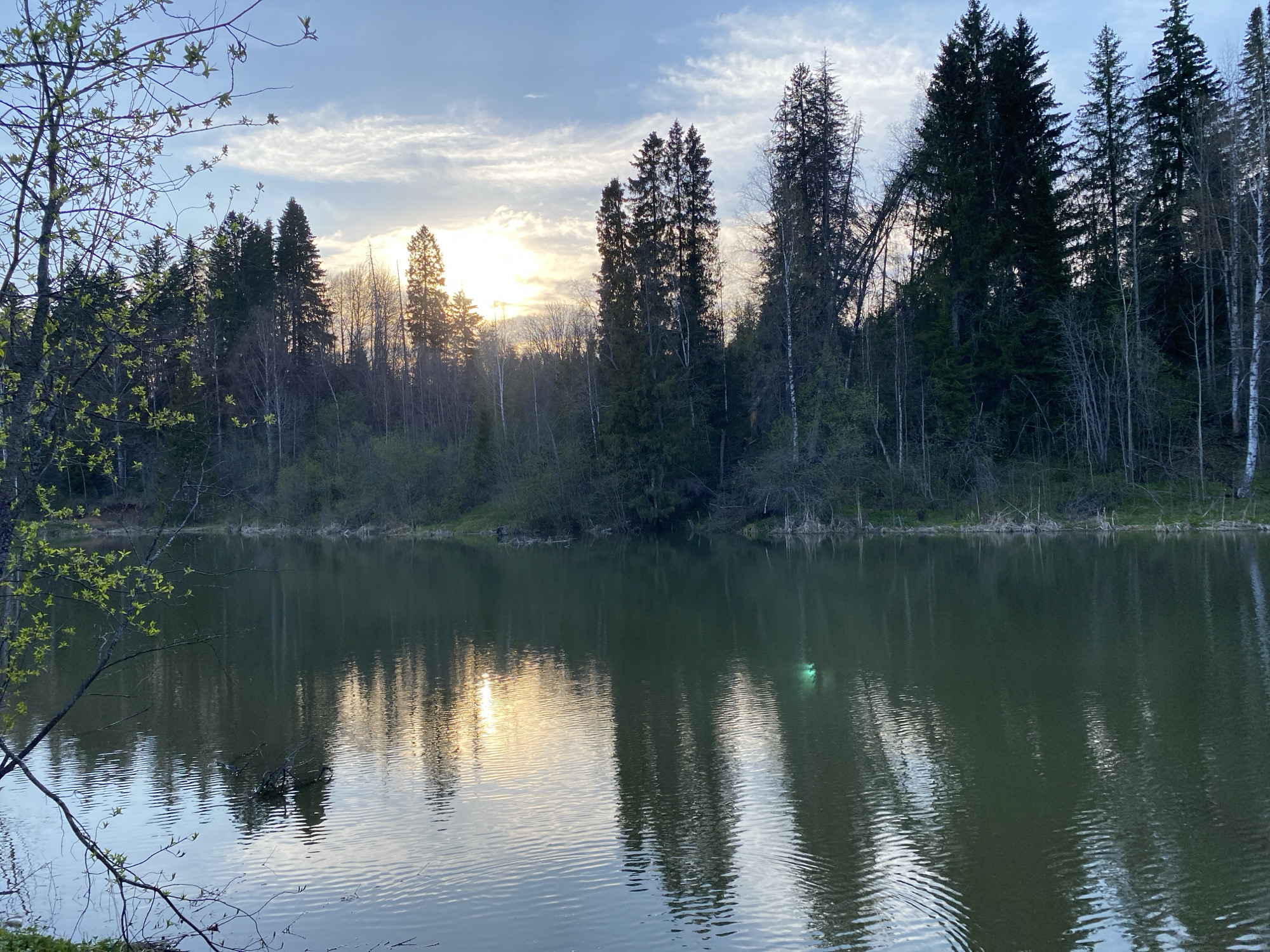 The image depicts a tranquil lake scene in the city of Баклуши, Russia, at either sunrise or sunset. The water reflects the surrounding forest, which consists of coniferous trees and some deciduous trees with newly sprouting leaves. The sky shows a gradient of light, suggesting the sun is either rising or setting behind the treeline, with diffused sunlight creating a soft glow. The water's surface is rippled, reflecting both the light and the silhouettes of the trees, with a single, small, greenish light reflection visible in the water. A bare tree branch with budding leaves is visible in the lower left corner of the frame, contributing to the foreground detail. The overall scene evokes a sense of calm and natural beauty.