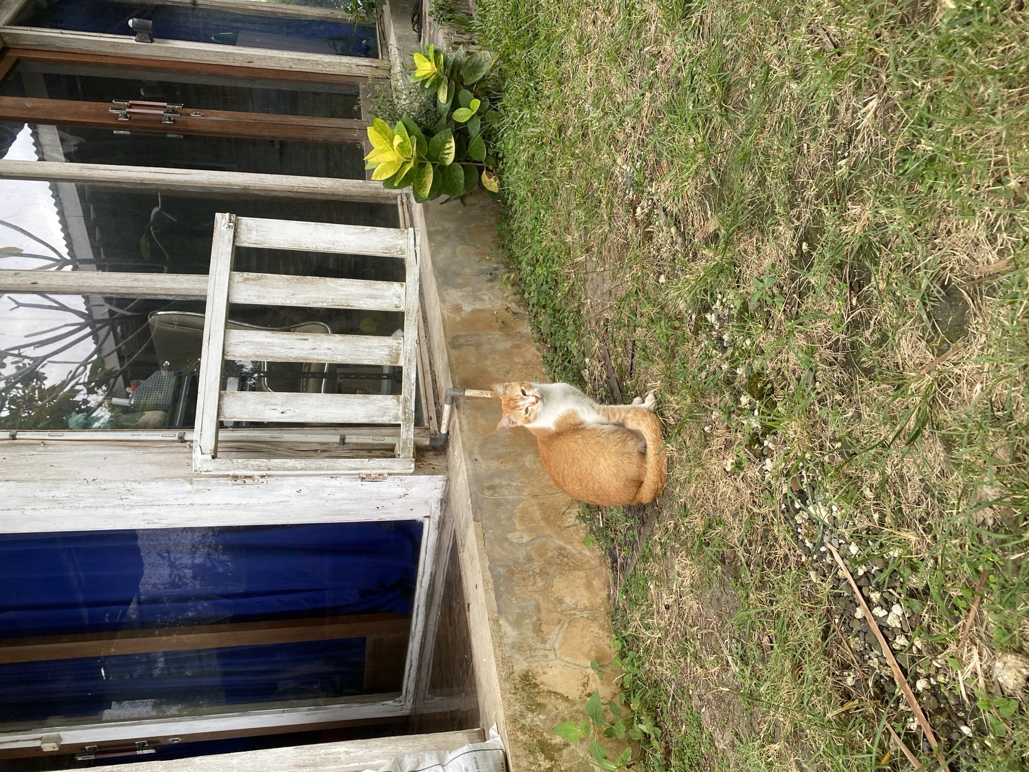 In Kuta Selatan, Indonesia, an orange and white cat sits on a grassy area in front of a building. The building features large glass windows and doors with wooden frames. A white wooden railing is attached to the exterior. Blue curtains are visible through one of the glass panes. The ground is a mix of dry grass and soil, with some small stones and debris. Green leafy plants grow near the building. The overall scene appears to be an outdoor setting adjacent to a structure.