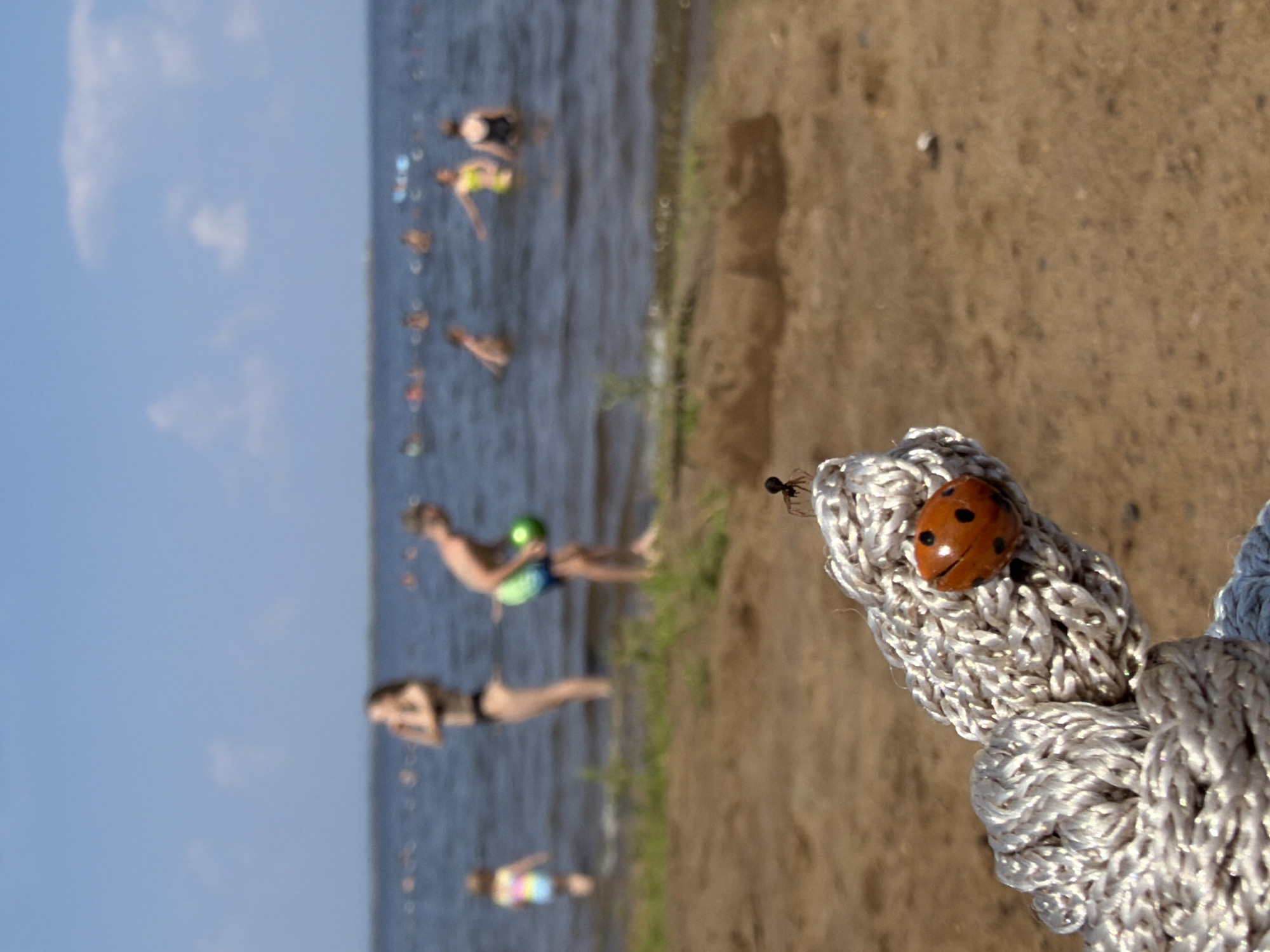This image depicts a sunny day at a beach with several people in the water in the background. The foreground features a close-up of a ladybug on a thick, braided rope, and an ant is visible on the rope just above the ladybug. The water is calm and the sky is clear with a few clouds. The scene appears to be a public beach, with people swimming and enjoying the water. The presence of a ladybug and an ant suggests a natural environment, possibly indicating the location is near a park or nature reserve. The mention of Chaikovsky, Russia, suggests this is likely a beach along the Kama River.