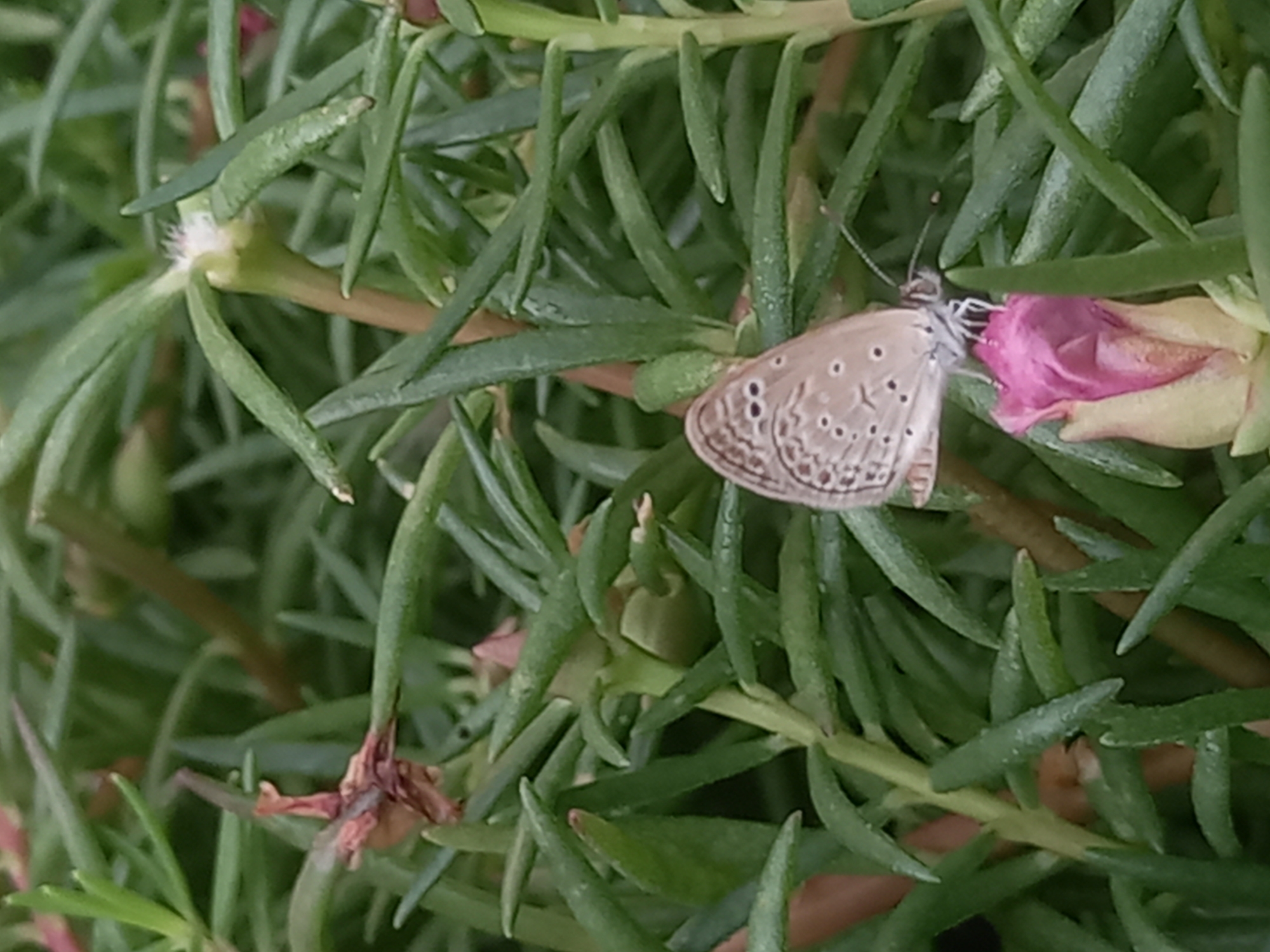 A butterfly with light brown wings, patterned with small dark brown dots and a dark brown band around the edge, is perched on a pink flower bud amidst a dense patch of succulent, needle-like green leaves. The setting appears to be outdoors during daylight, possibly a garden or natural area. The photograph was taken in Pukhrayan, India.