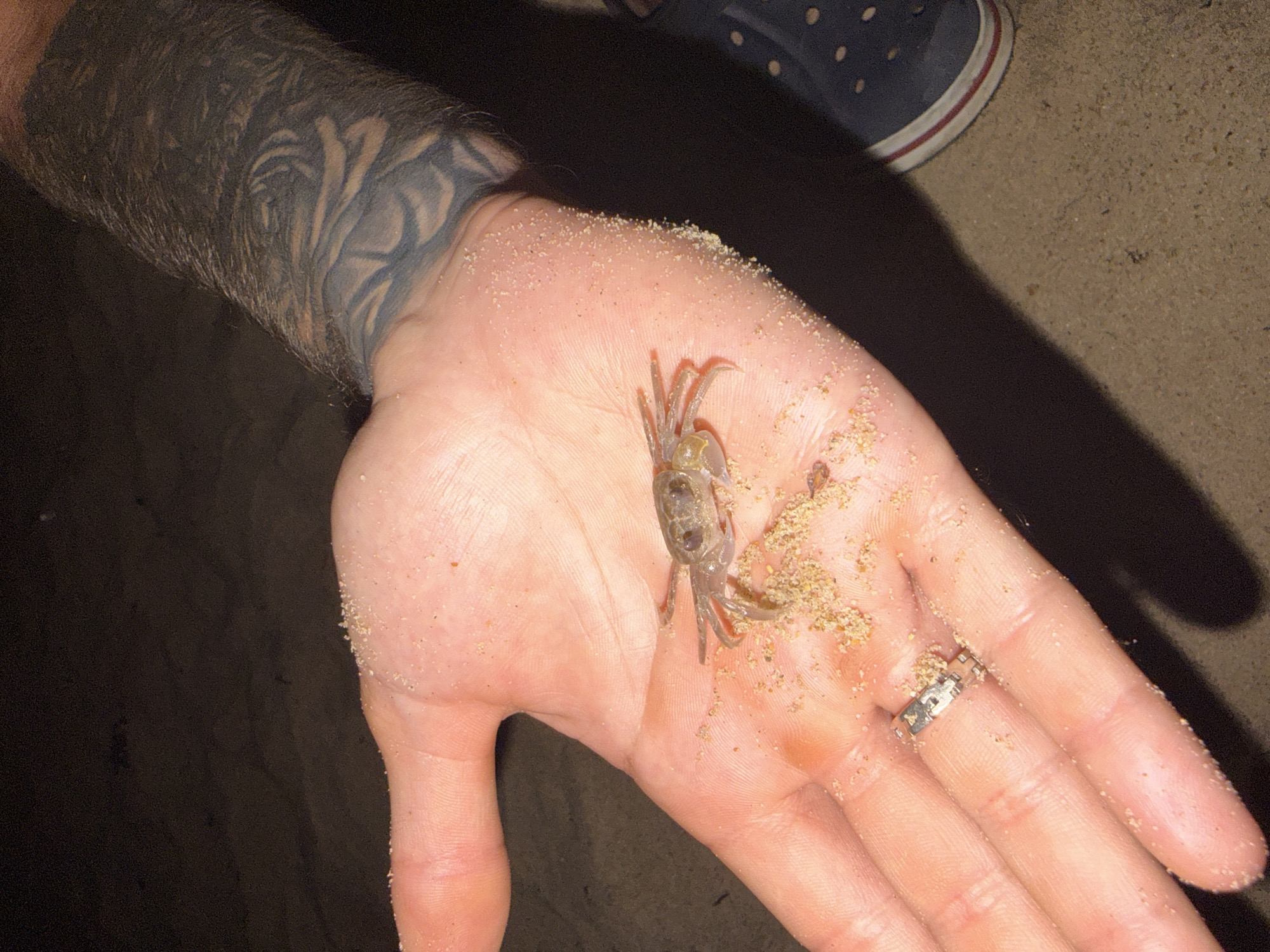 A person holds a small, light-colored crab in their palm. The crab is surrounded by sand. The person has a tattoo on their arm and is wearing a ring on their finger. A blue shoe is visible in the upper right corner of the frame. The photo appears to be taken at night on a beach in Nha Trang Ward, Vietnam. The environment is dimly lit.