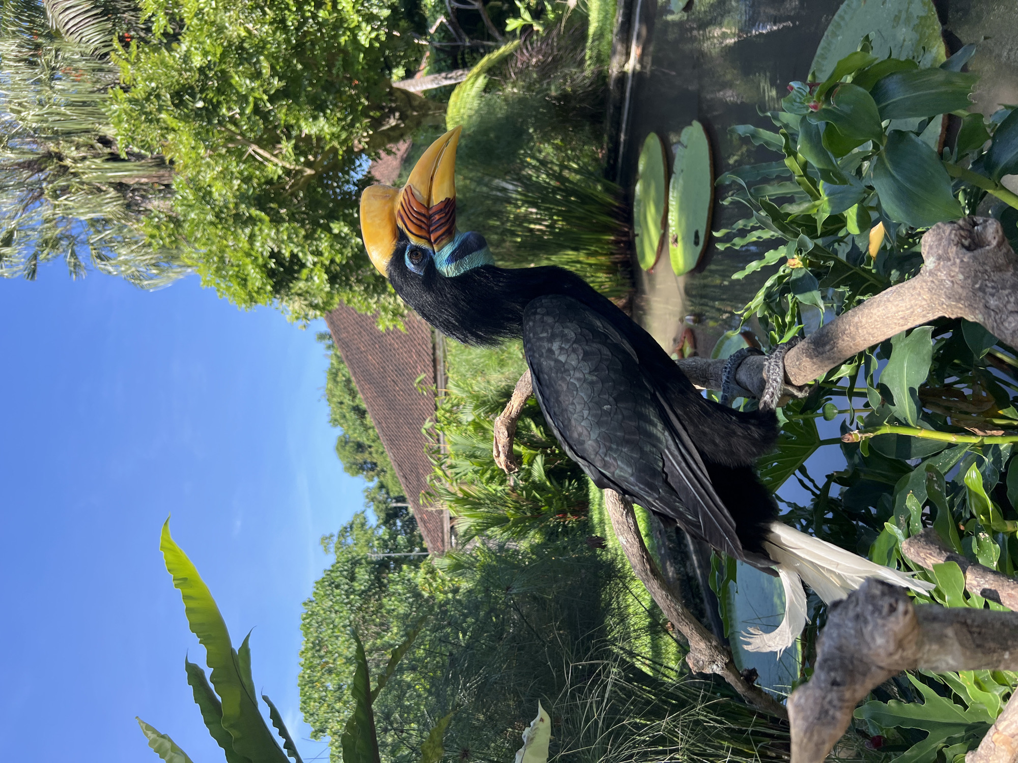 The image captures a Rufous Hornbill perched on a branch in what appears to be a tropical setting. The bird has distinctive features, including a large yellow bill with reddish-brown markings and vibrant blue skin around its neck. The background includes lush greenery, a pond with lily pads, and a glimpse of a building with a terracotta-tiled roof. Considering the location in Sukawati, Indonesia, it is likely the image was taken in a wildlife park or garden setting.