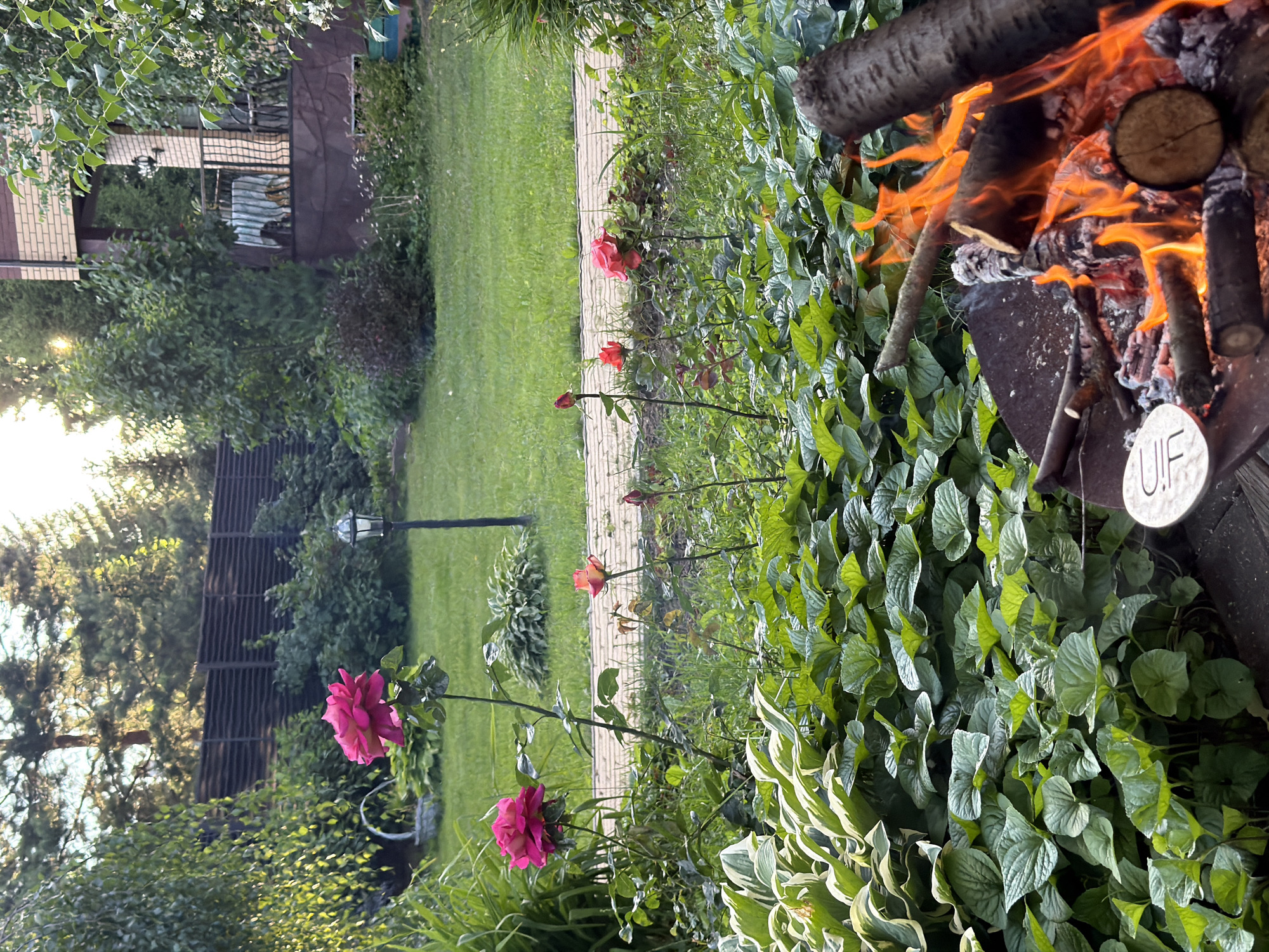 This is a vertical, slightly off-kilter shot of a backyard scene in Zimyonki, Russia, likely during a warm evening. In the foreground, a fire burns merrily in a metal fire pit. Logs crackle and blaze with vibrant orange flames, casting a warm glow on the surrounding greenery. A small, circular white sign with the letters "U.F." is visible near the fire pit.
To the left of the fire, lush green plants, including hostas with variegated leaves, grow abundantly. Interspersed among the foliage are several roses in various stages of bloom. A large, deep pink rose is prominent in the lower left, with smaller pink and red roses scattered higher up the stem.
Behind the garden, a pathway made of light-colored bricks leads into the distance. Beyond the pathway, a neatly mown green lawn stretches out, with a few trees and bushes creating a natural backdrop. In the far left background, a brick building with brown trim can be seen, partially obscured by trees. A tall lamp post stands near the lawn.
The light suggests it's either early morning or late evening, with the sun's rays casting long shadows and illuminating the scene with a soft, golden hue. The overall atmosphere is peaceful and idyllic, evoking a sense of quiet enjoyment of a summer evening outdoors. No people are visible in the image.