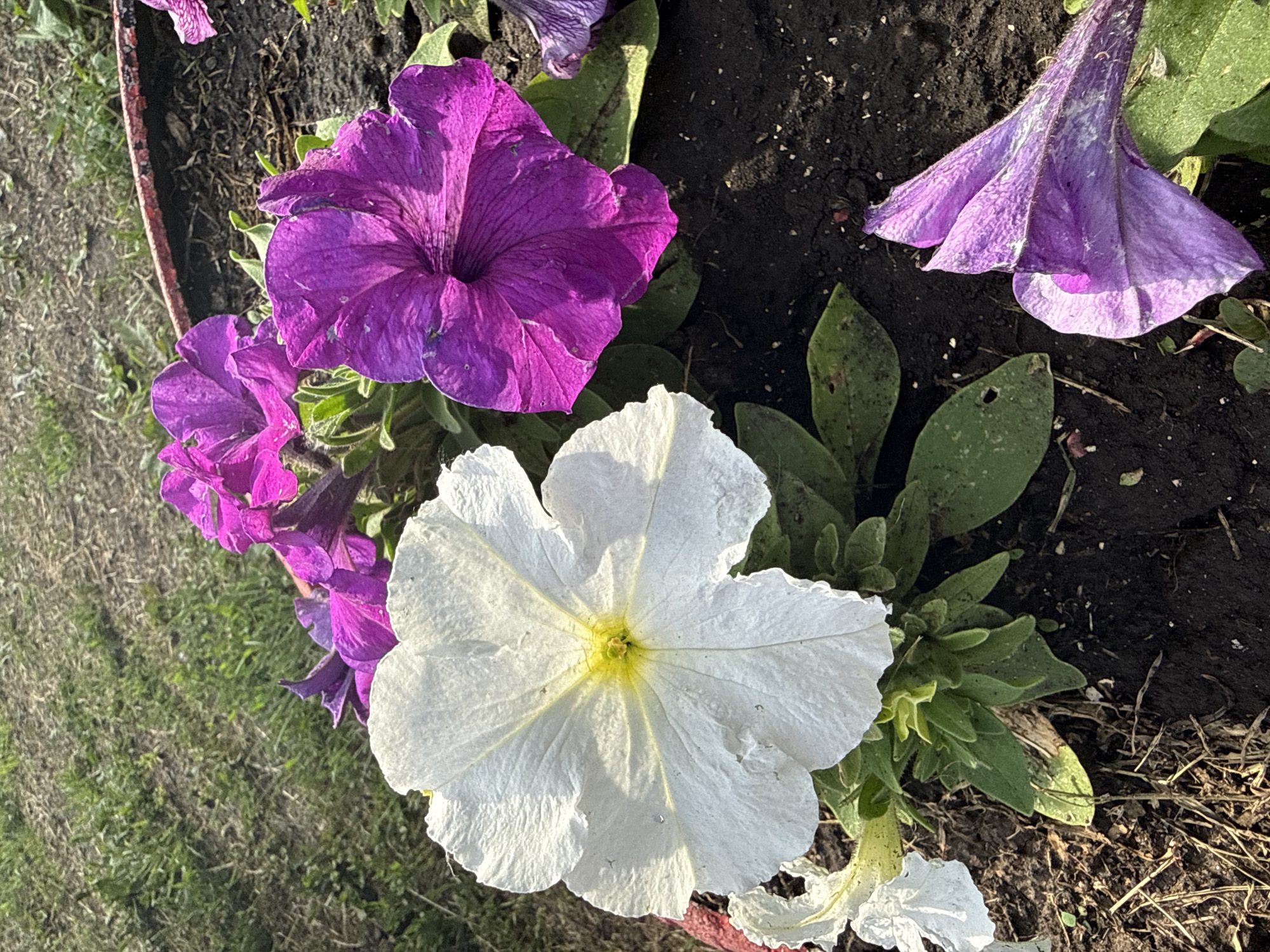 In the city of Chuy-Atasevo, Russia, a close-up shot focuses on a collection of petunia flowers in a planter. A large, white petunia with a yellow center dominates the foreground, its petals slightly textured and catching the sunlight. To the right and behind it, several vibrant purple petunias are in bloom, their petals creased and showing a deep, rich color. One purple petunia is angled downwards and to the right, its delicate petals foreshortened. The flowers are set against dark, rich soil, with some dry grass and debris visible around the edges of the planter. A hint of green grass and dry earth forms the background. The lighting suggests it is daytime, with strong shadows cast by the flowers.