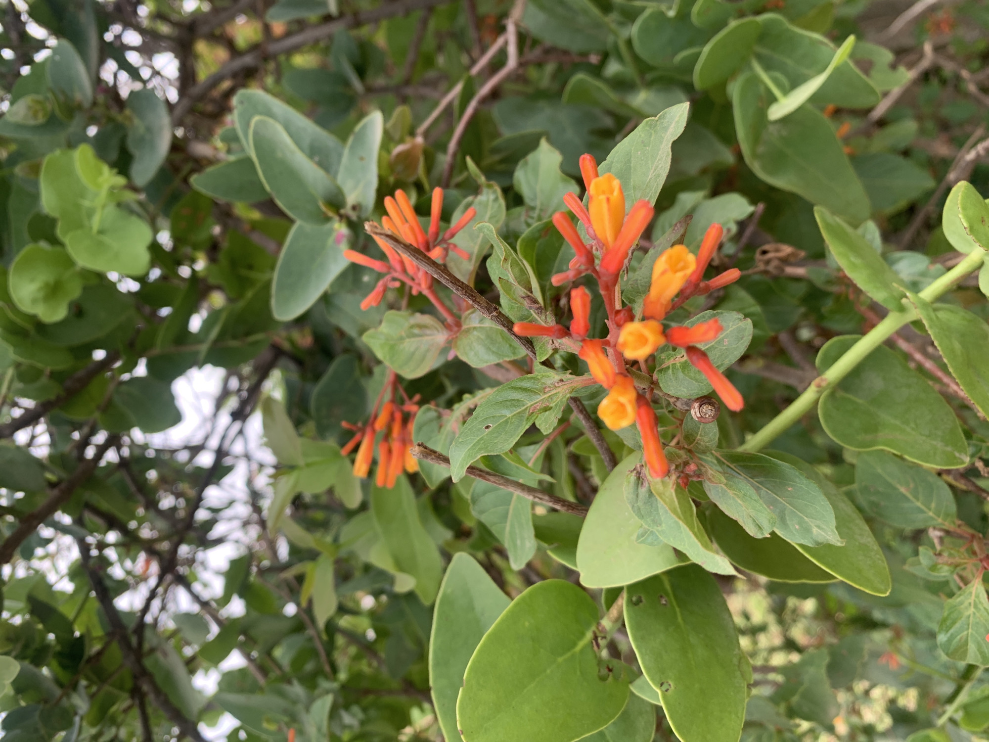 The image shows a close-up of a flowering plant with orange and yellow tubular flowers. The plant has ovate, green leaves and thin, brown branches. The setting appears to be outdoors with other foliage visible in the background. The image provides no information to confirm its location in Gwafan, Nigeria, or provide information on any people, objects, actions or interactions.