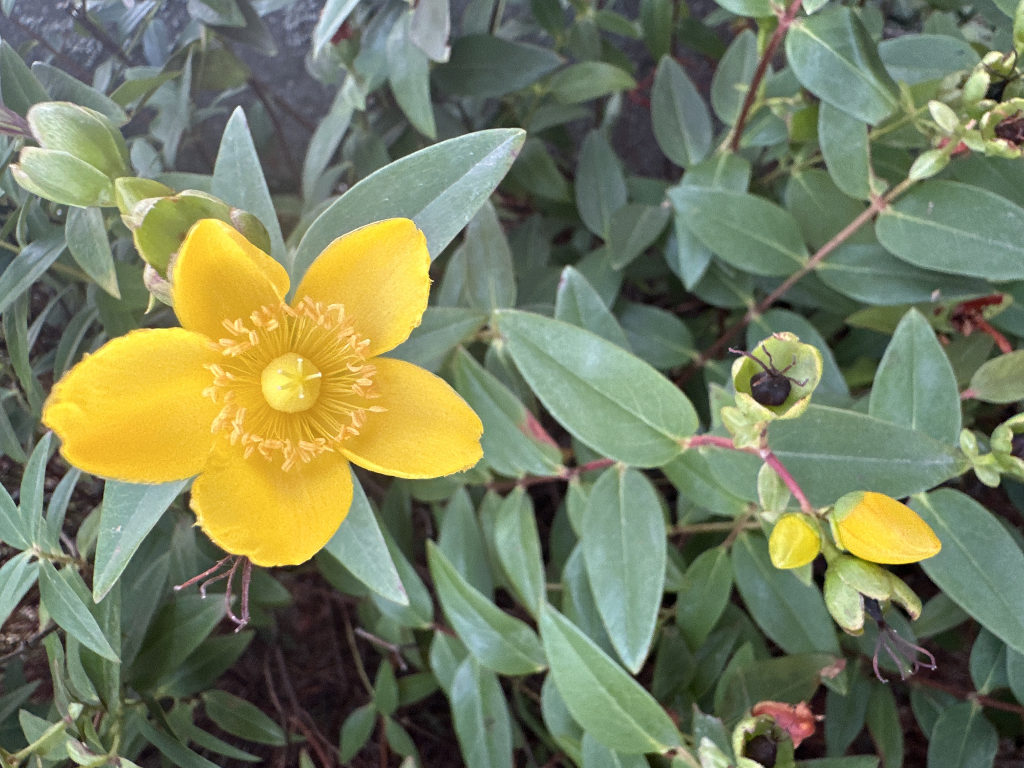 A close-up, eye-level shot shows a vibrant yellow St. John's wort flower in bloom, set against a backdrop of its characteristic green foliage. The flower, with its five delicate petals and numerous prominent stamens, is the central focus. To the left of the main bloom, several unopened buds are visible, some appearing as plump, yellow ovals and others as green, pointed structures. Among the foliage, there are also seed pods, some of which have begun to split open, revealing dark interiors. The lighting suggests an outdoor setting, possibly a garden or natural area. The image was taken in Krefeld, Germany.