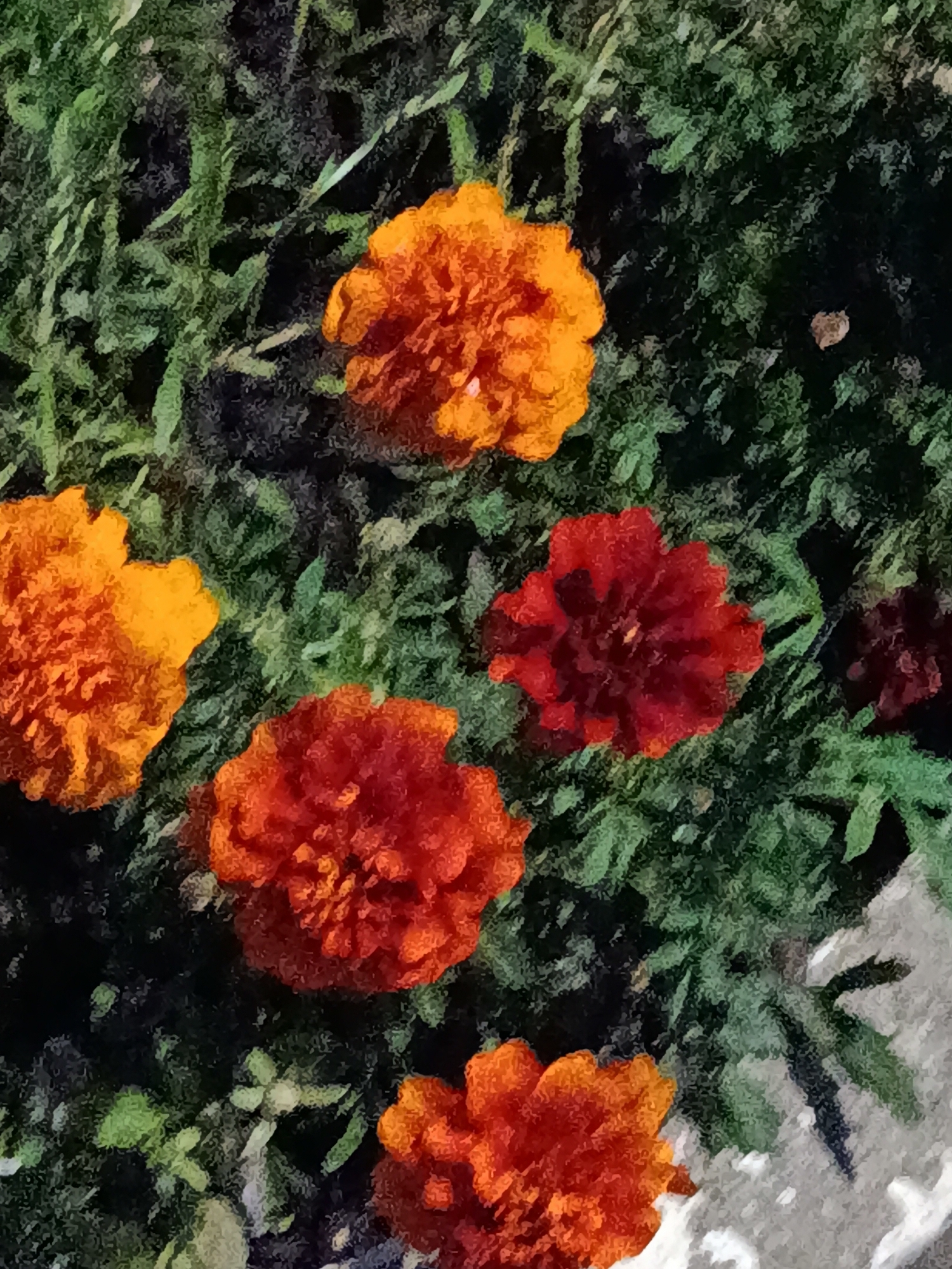 This is a close-up, top-down view of several marigold flowers with vibrant orange and red petals, interspersed with dark green foliage. The flowers appear to be in various stages of bloom, with some fully open and others more tightly furled. The background consists of dense, textured green leaves and hints of dark soil. The overall impression is one of a garden bed. There is no visible information in the image to indicate a specific location in Saratov, Russia.