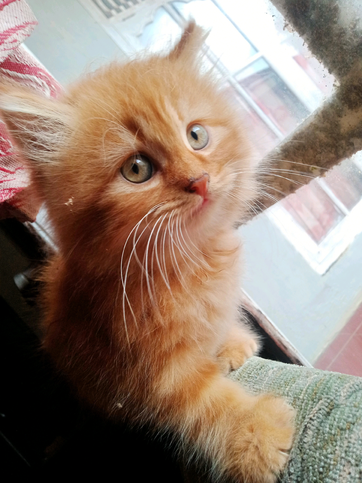 A close-up, eye-level, full shot captures an orange tabby kitten with large, expressive green eyes. The kitten is positioned slightly off-center to the left of the frame, with its head tilted upwards, looking directly at the viewer. Its fur is fluffy and light orange, with visible whiskers fanning out from its nose. The kitten's front paws are resting on a textured, teal-colored surface, possibly a cushion or sofa.
In the background, to the right, a window is visible with diffused light streaming through. The window frame appears to be a light color, and outside, blurry shapes suggest a residential area, possibly within the village of Cintaratu, Indonesia. A patterned fabric, with red and white stripes, is visible to the far left, partially obscuring the upper part of the kitten's ear. The overall lighting is soft, highlighting the kitten's features and creating a sense of warmth and domesticity. The scene appears to be indoors, near a window.