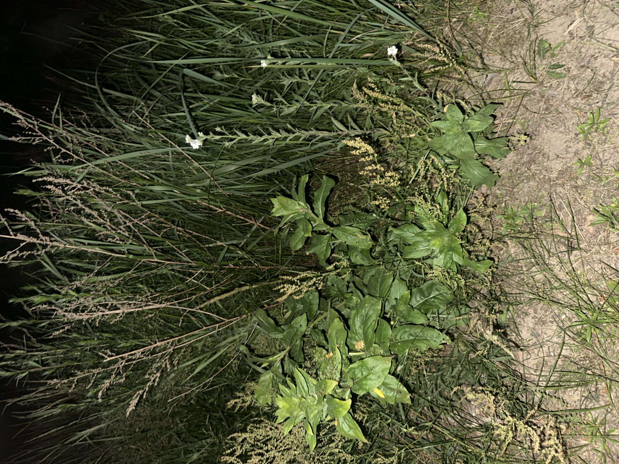 The image shows a close-up view of tall green grass and other vegetation at night. The lighting suggests it was taken with a flash, illuminating the plants and a dirt path in the foreground. Several stalks of grass are prominent, some with dry, feathery seed heads. In the middle ground, a cluster of broad-leafed green plants with some yellowing is visible, alongside smaller plants with delicate yellow flowers and thin, wispy seed heads. A few small white flowers are also scattered throughout the taller grass. The environment appears to be a natural setting, possibly a roadside or edge of a field, with the ground covered in dry leaves and dirt.