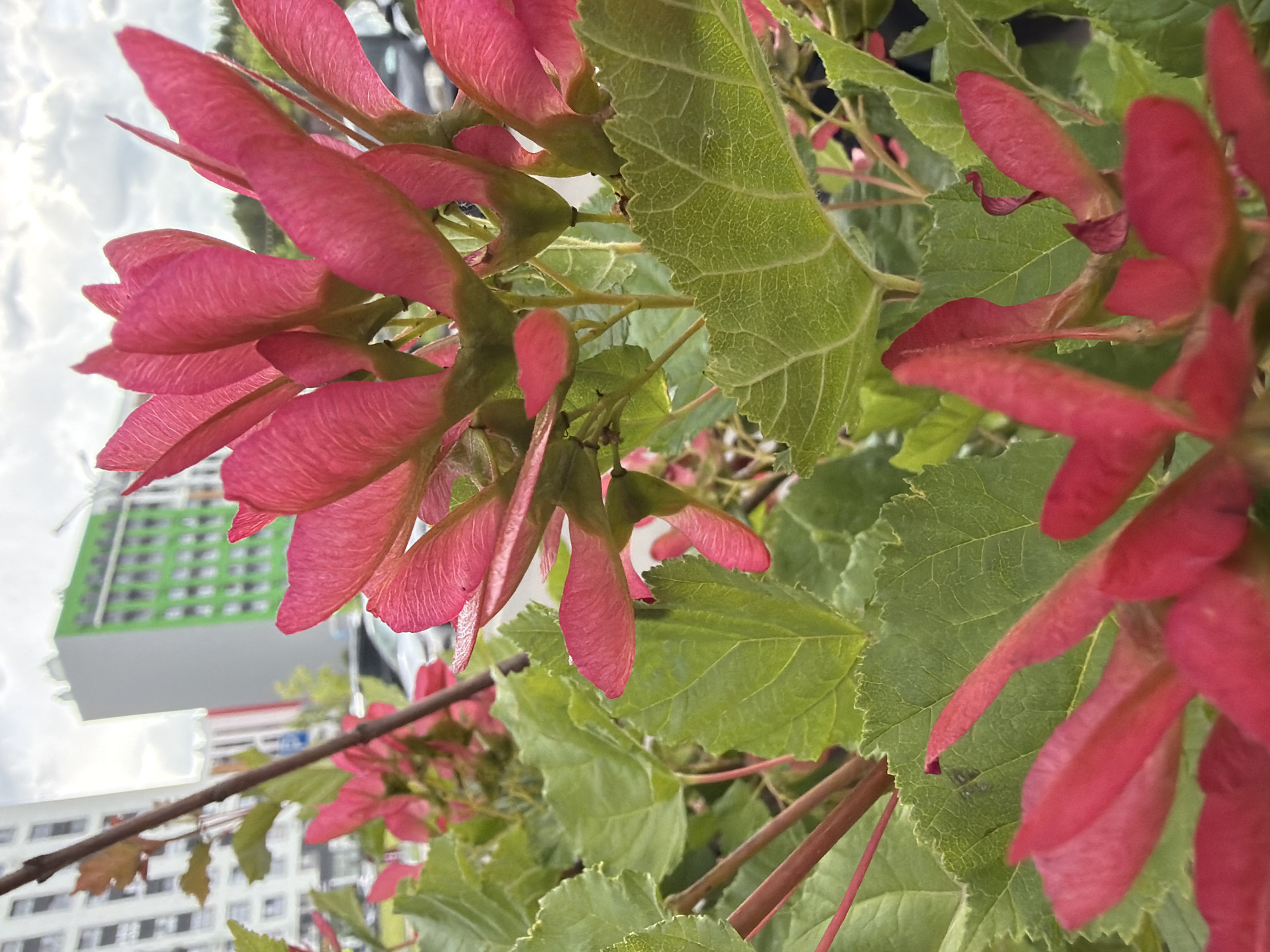 The image shows a close-up view of bright pink maple seeds and green leaves in the foreground. In the background, out of focus, are apartment buildings, one of which is painted green with white window frames. A cloudy sky is visible above the buildings. The scene appears to be in an urban setting.