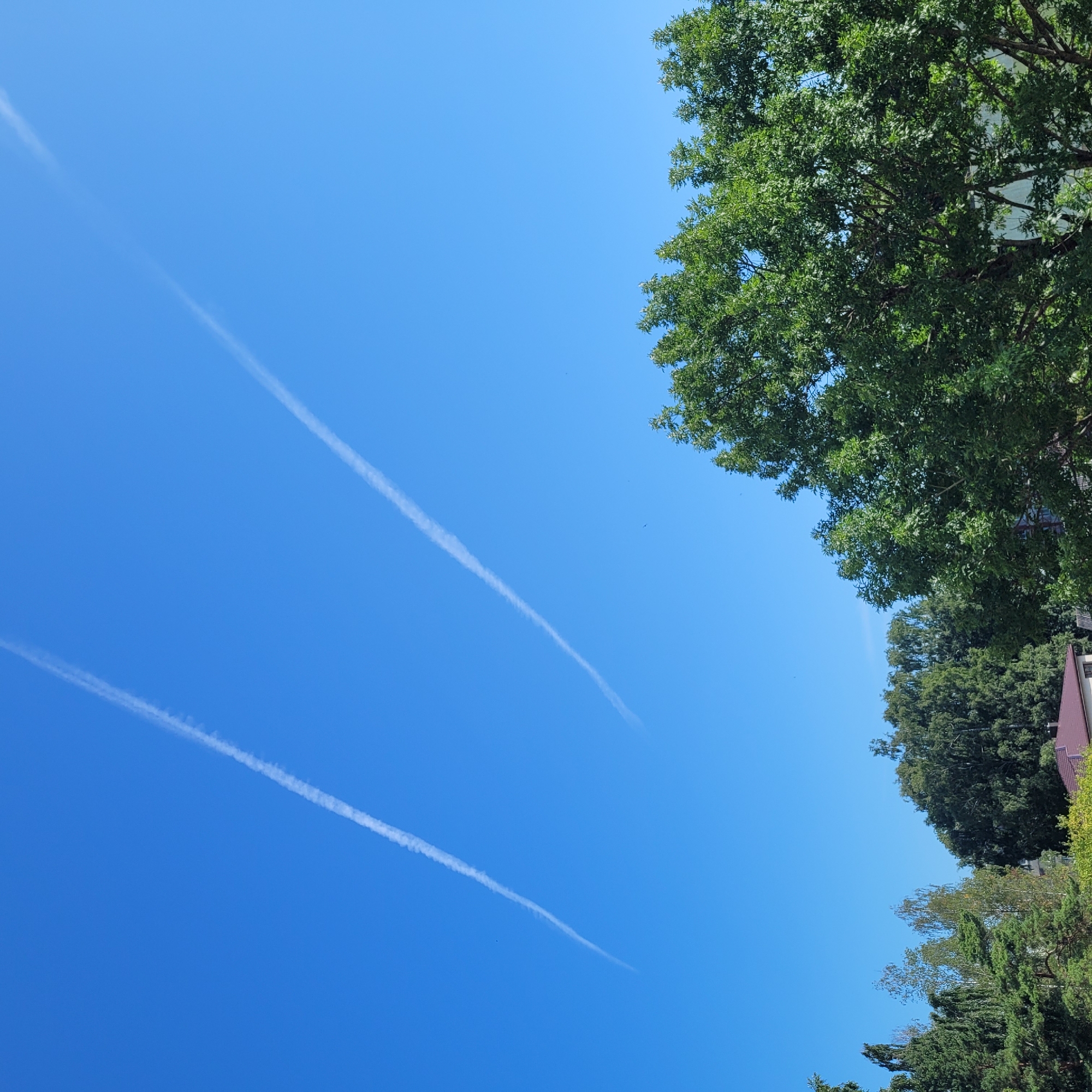 The image captures a clear blue sky with two distinct contrails from aircraft, arcing from the upper left to the lower right. In the foreground, a dense canopy of green trees dominates the lower portion of the frame. The trees are lush and full, with some branches extending upwards into the sky. A small portion of a building with a reddish-brown roof is visible peeking out from behind the trees on the lower left. The overall scene suggests an outdoor environment on a sunny day, likely in a residential or park area within Jūrmala, Latvia.