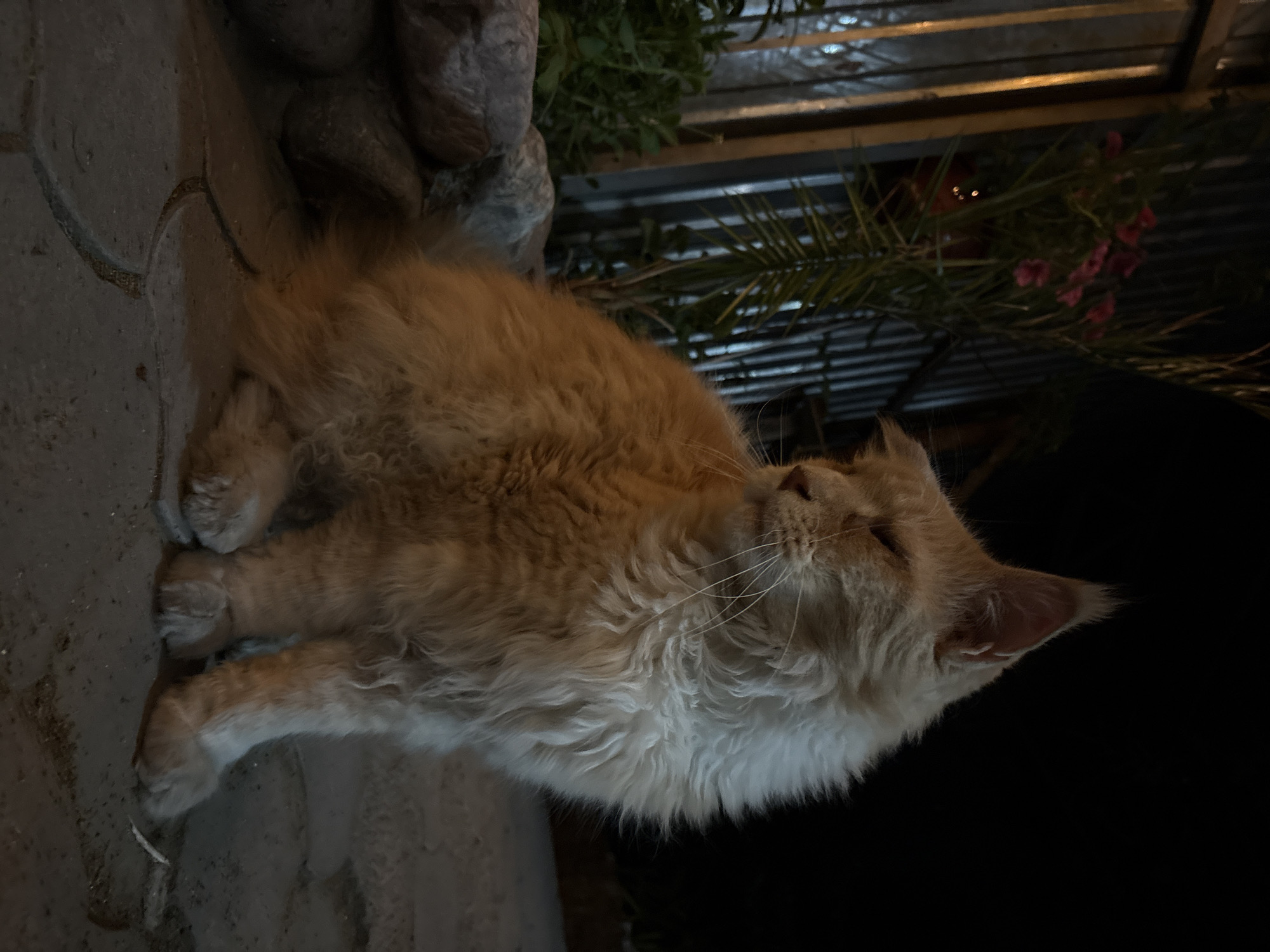 A fluffy, light-colored cat sits on a paved surface in front of a corrugated metal fence at night. The cat is facing to the left and appears to be a Maine Coon breed due to its large size and long fur. There are some large stones and greenery to the left of the cat, and a plant with pink flowers is visible behind it. The scene suggests an outdoor urban setting, possibly a backyard or alleyway, in Almaty, Kazakhstan. The lighting is dim, with some artificial light illuminating the cat.