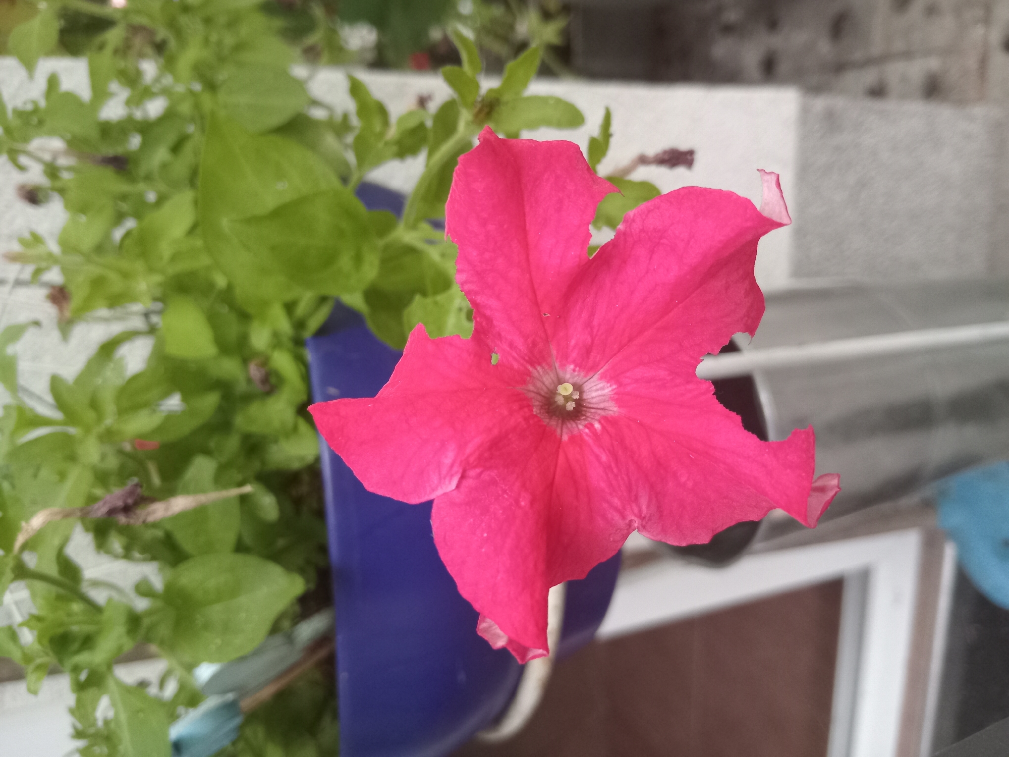A close-up, eye-level shot captures a single vibrant pink petunia flower in the foreground, its five petals unfurling outwards. The center of the flower reveals a light yellow stamen. Behind the flower, a blur of green leaves and some wilting brown foliage suggests a plant in a blue pot. The background is indistinct, with hints of a textured wall and a window. The overall lighting is natural and appears to be daylight. The scene is likely situated outdoors, possibly in a garden or on a balcony, in the city of Weißenthurm, Germany. There are no people or animals present in the image, nor any discernible actions or interactions.