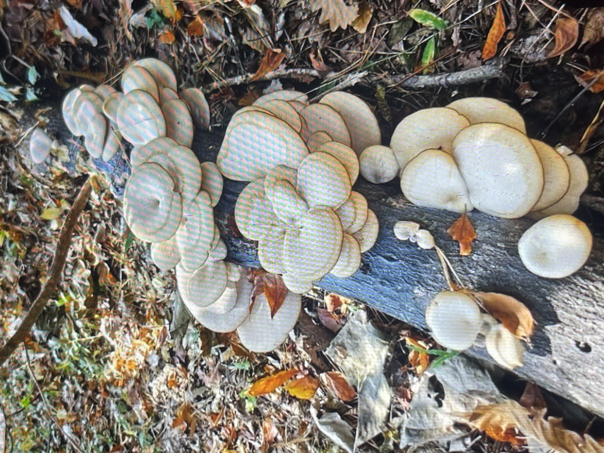 A cluster of white, fan-shaped mushrooms is growing on the side of a fallen tree trunk in a forest setting. The ground around the trunk is covered in dry leaves and other forest debris. The mushrooms appear to be in various stages of growth, with some forming large, overlapping rosettes and others appearing as smaller, individual caps. The lighting suggests it is daytime, with dappled sunlight filtering through the trees. The overall scene is natural and undisturbed. This image does not contain any information indicating it is located in Bishkek City, Kyrgyzstan.
